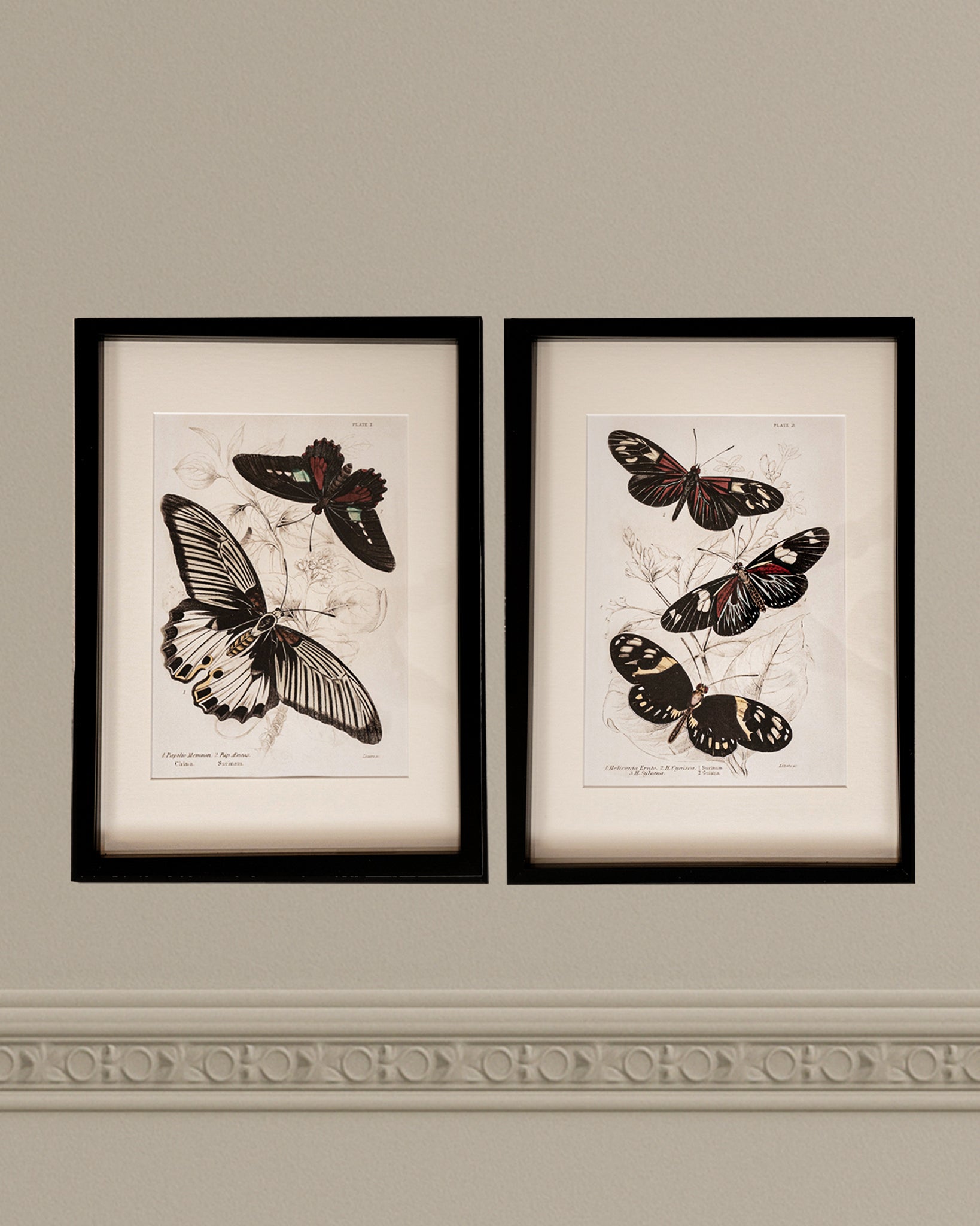 Framed Set of Two Vintage Butterfly Art Prints 01 (Black Noir Frame Collection)