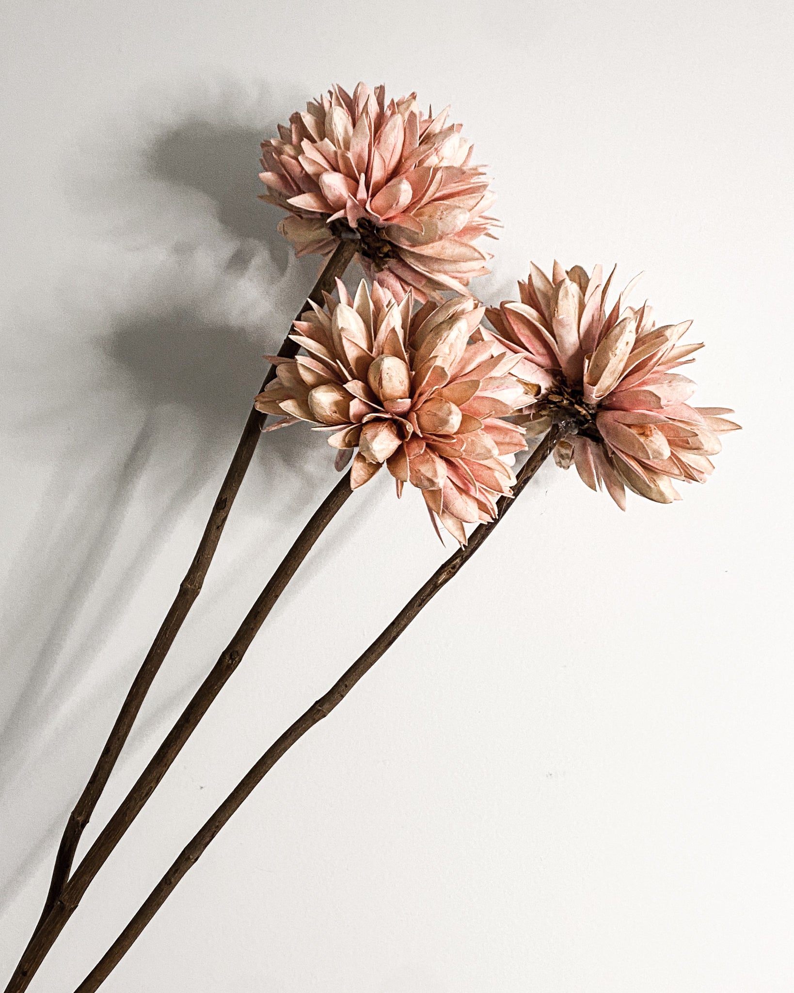 Dried Magnolia Seedflowers - Blush Pink