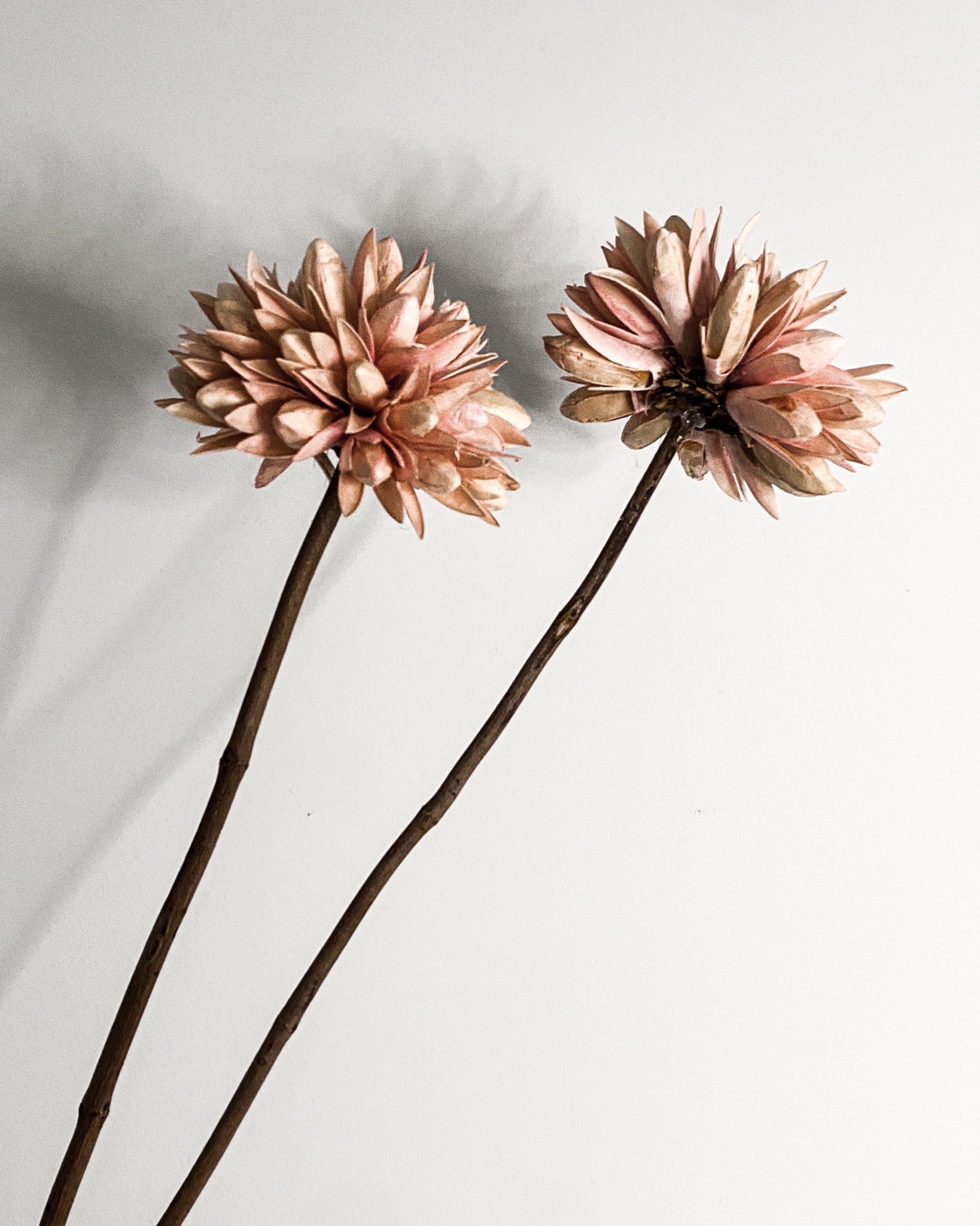 Dried Magnolia Seedflowers - Blush Pink