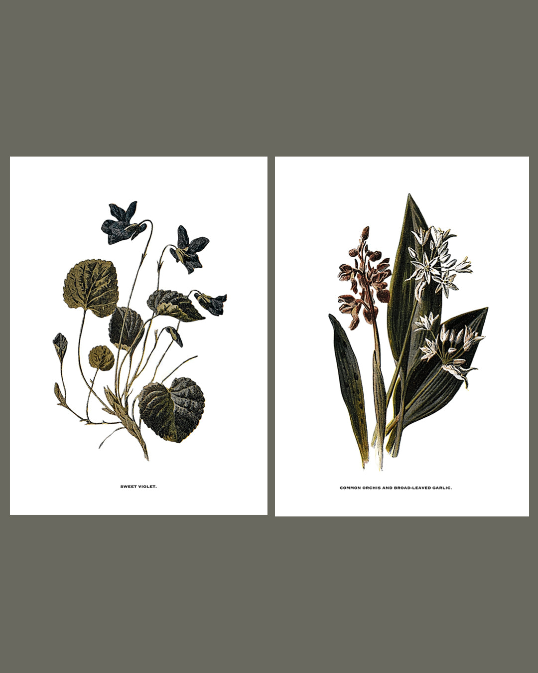 Framed Vintage Botanical Floral Art Prints: Set Of Two