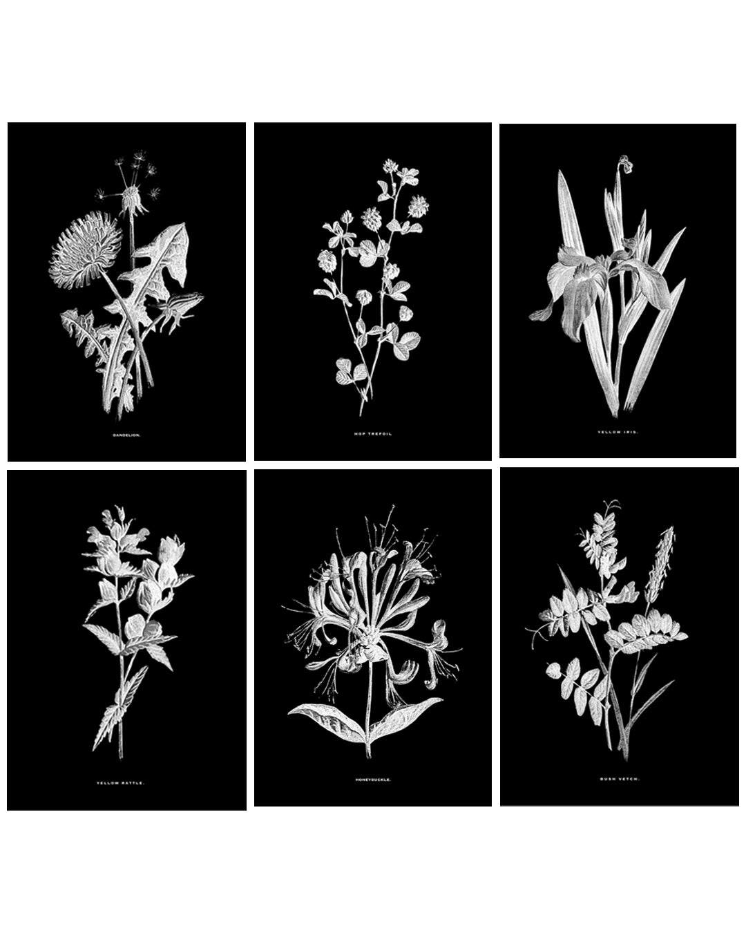 Black & White Framed Vintage Botanical Floral Art Prints: Set Of Six