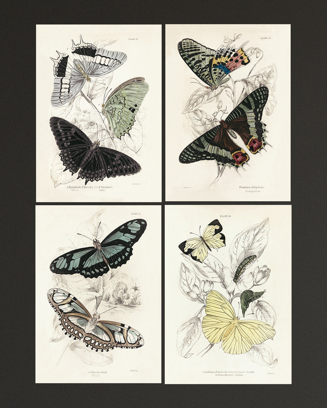 Framed Set of Four Vintage Butterfly Art Prints 02 (Vintage White Frame Collection)