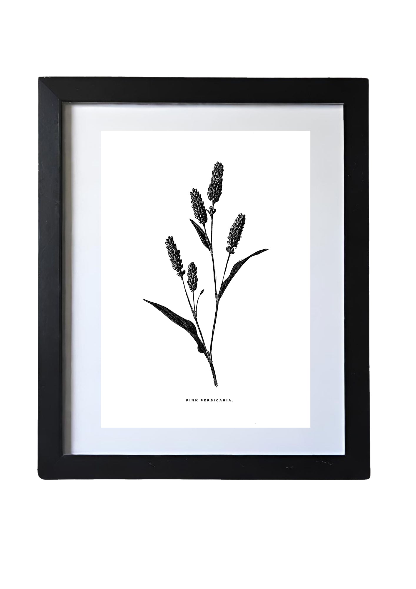Restored Monochrome Botanical Art Print – 19th Century Floral Illustration (Pink Persicaria 01)