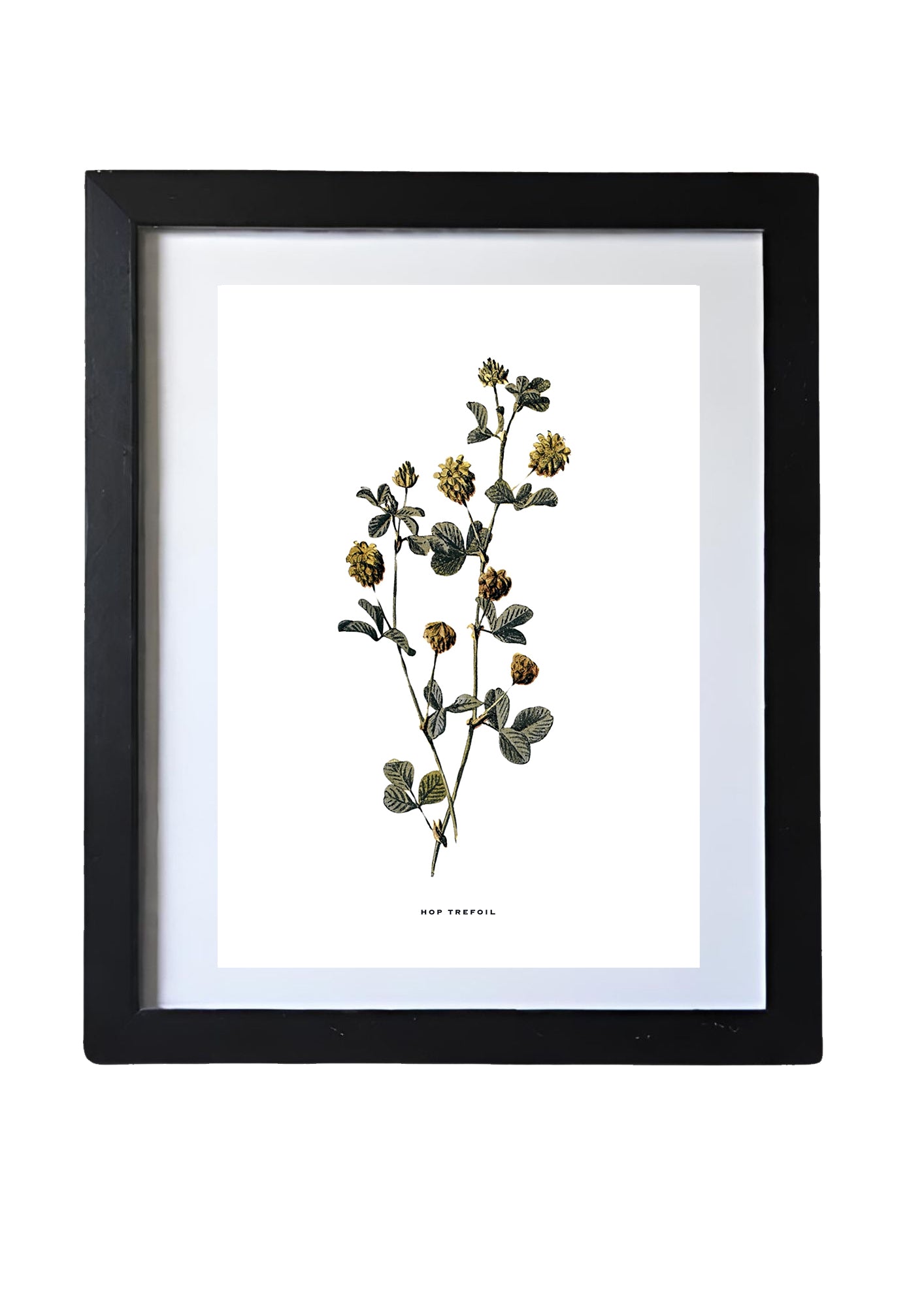 Framed Vintage Botanical Floral Wall Art Prints: Set Of Six