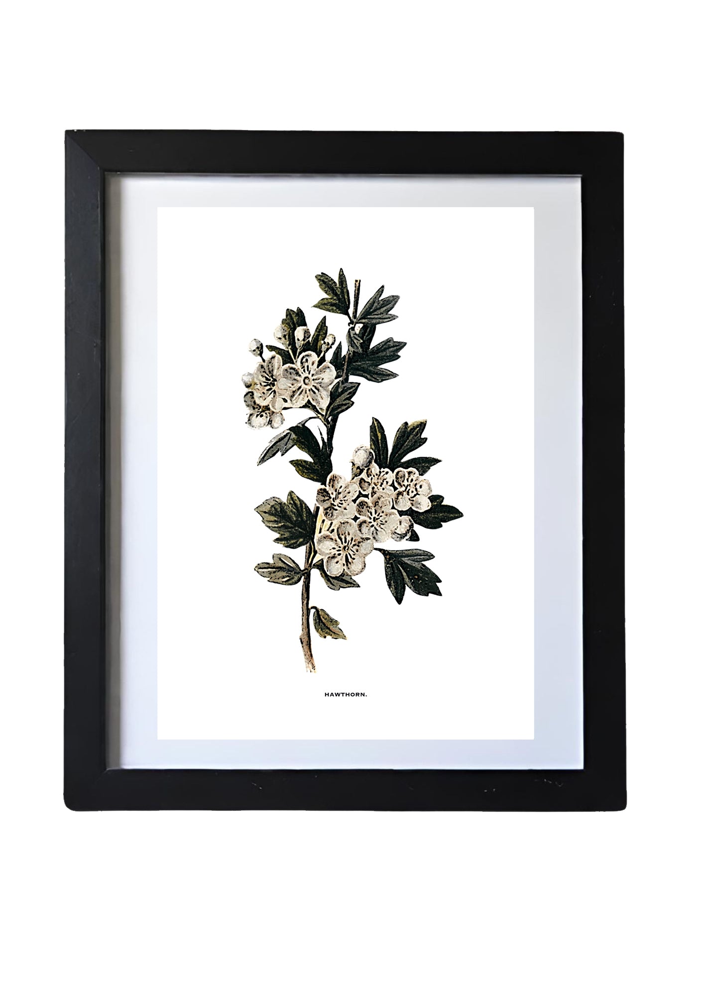 Framed Vintage Botanical Floral Wall Art Prints: Set Of Six