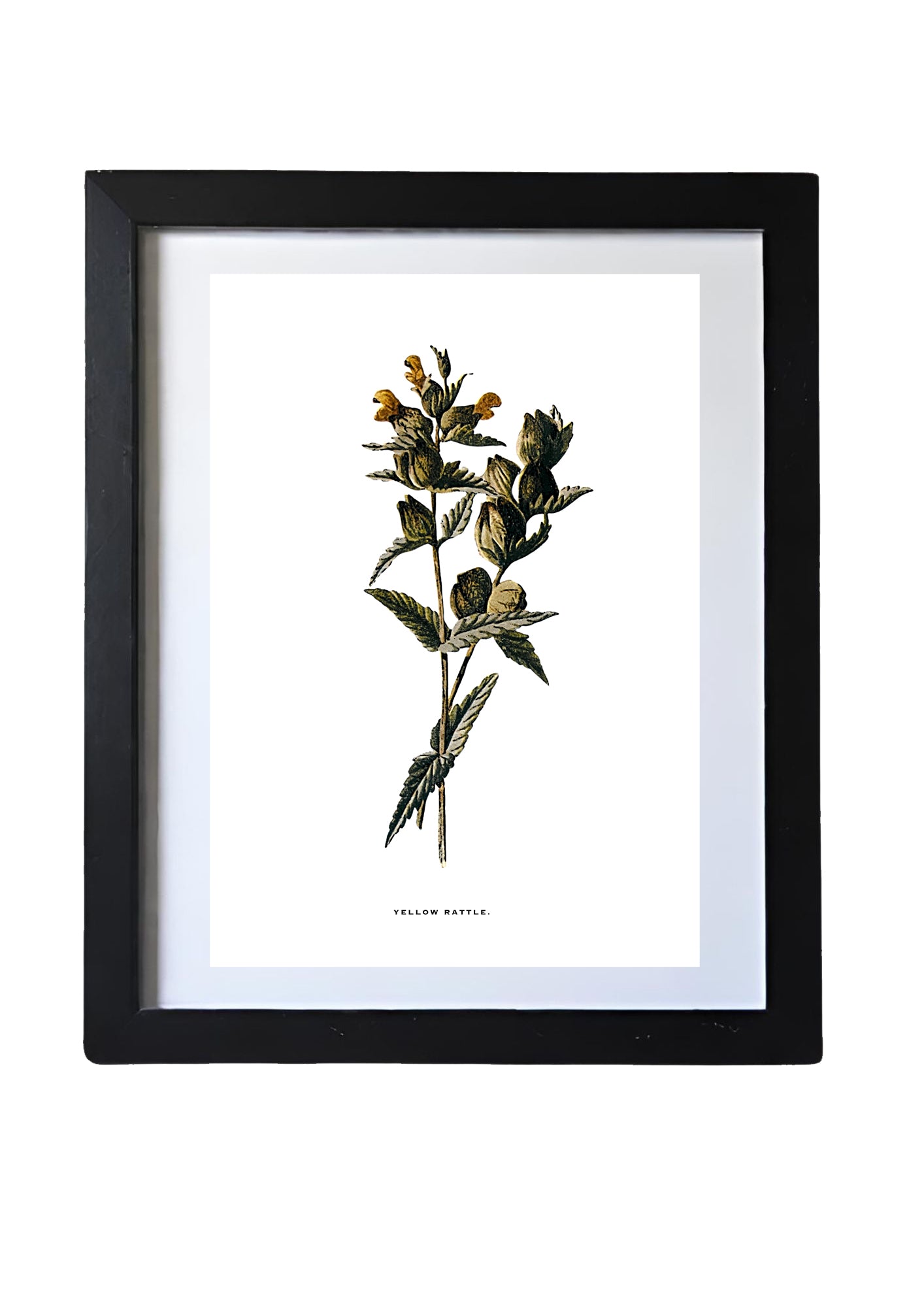 Framed Vintage Botanical Floral Wall Art Prints: Set Of Four