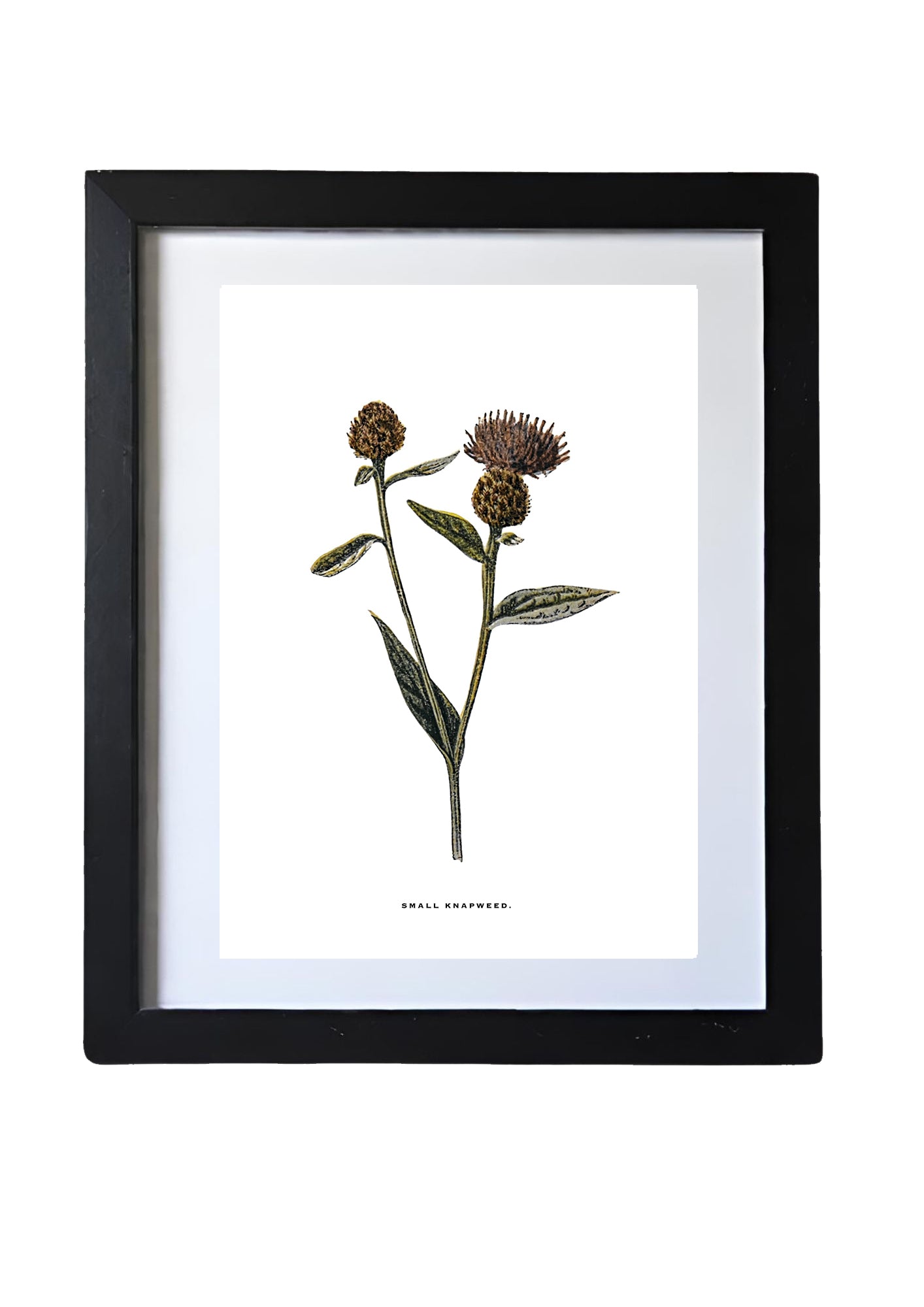 Framed Vintage Botanical Floral Wall Art Prints: Set Of Four