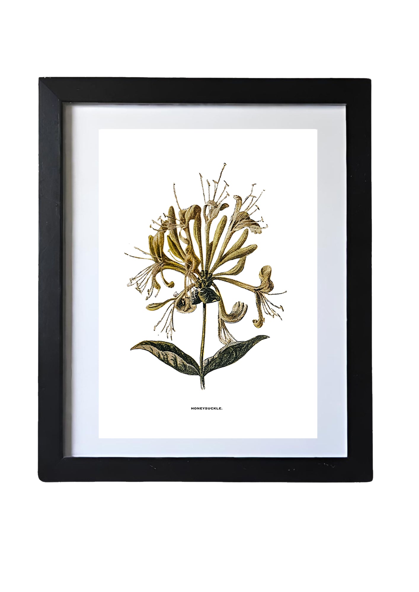 Framed Vintage Botanical Floral Wall Art Prints: Set Of Four