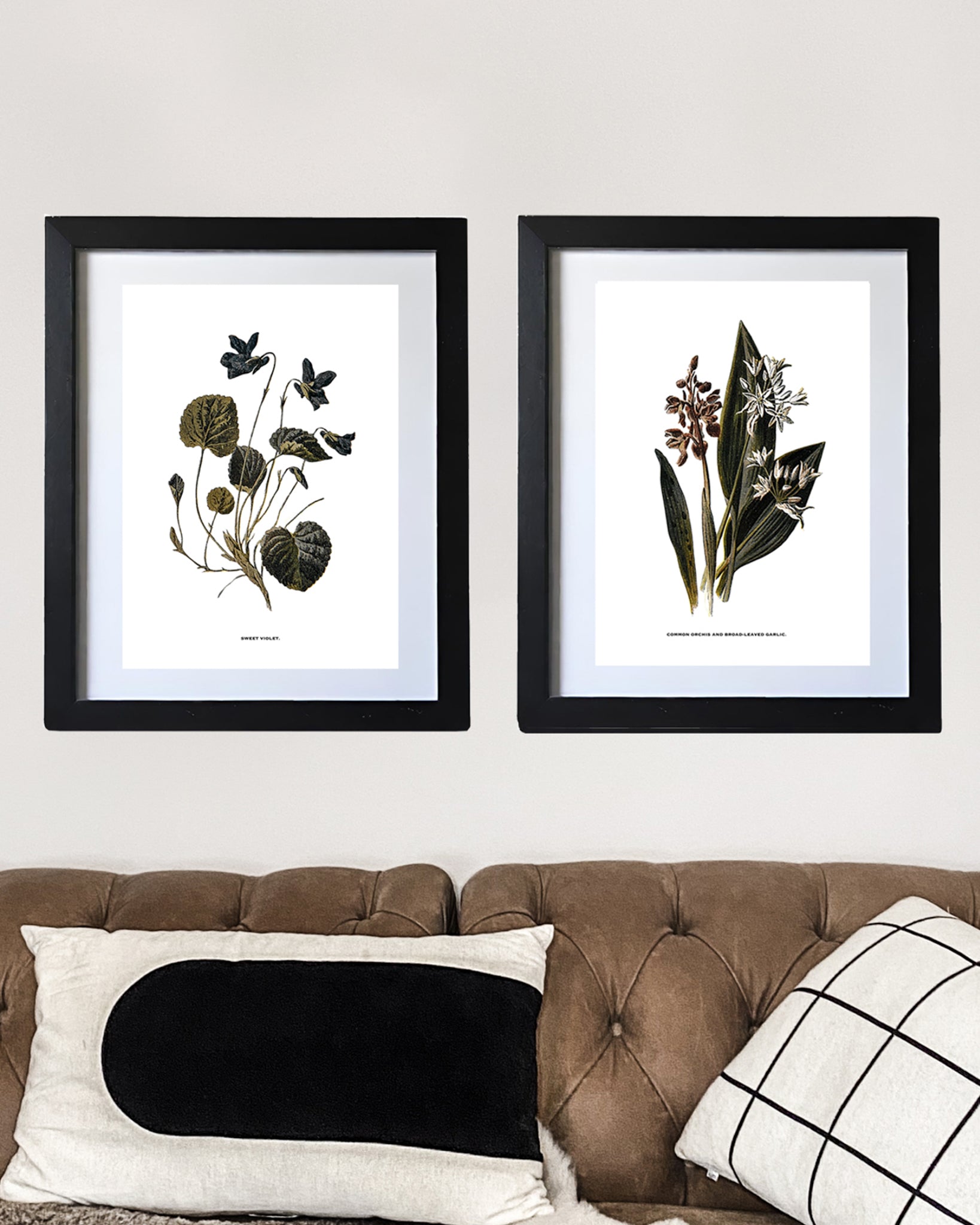 Restored Vintage Botanical Art Print – 19th Century Floral Illustration (Sweet Violet)