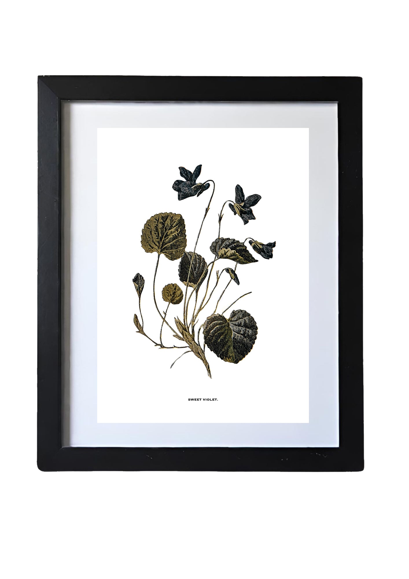 Restored Vintage Botanical Art Print – 19th Century Floral Illustration (Sweet Violet)
