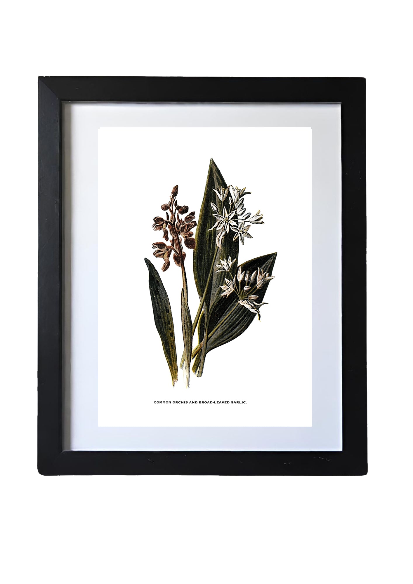 Framed Vintage Botanical Floral Wall Art Prints: Set Of Three