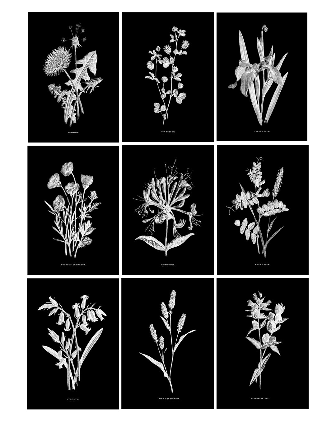 Black & White Framed Vintage Botanical Floral Art Prints: Set Of Nine