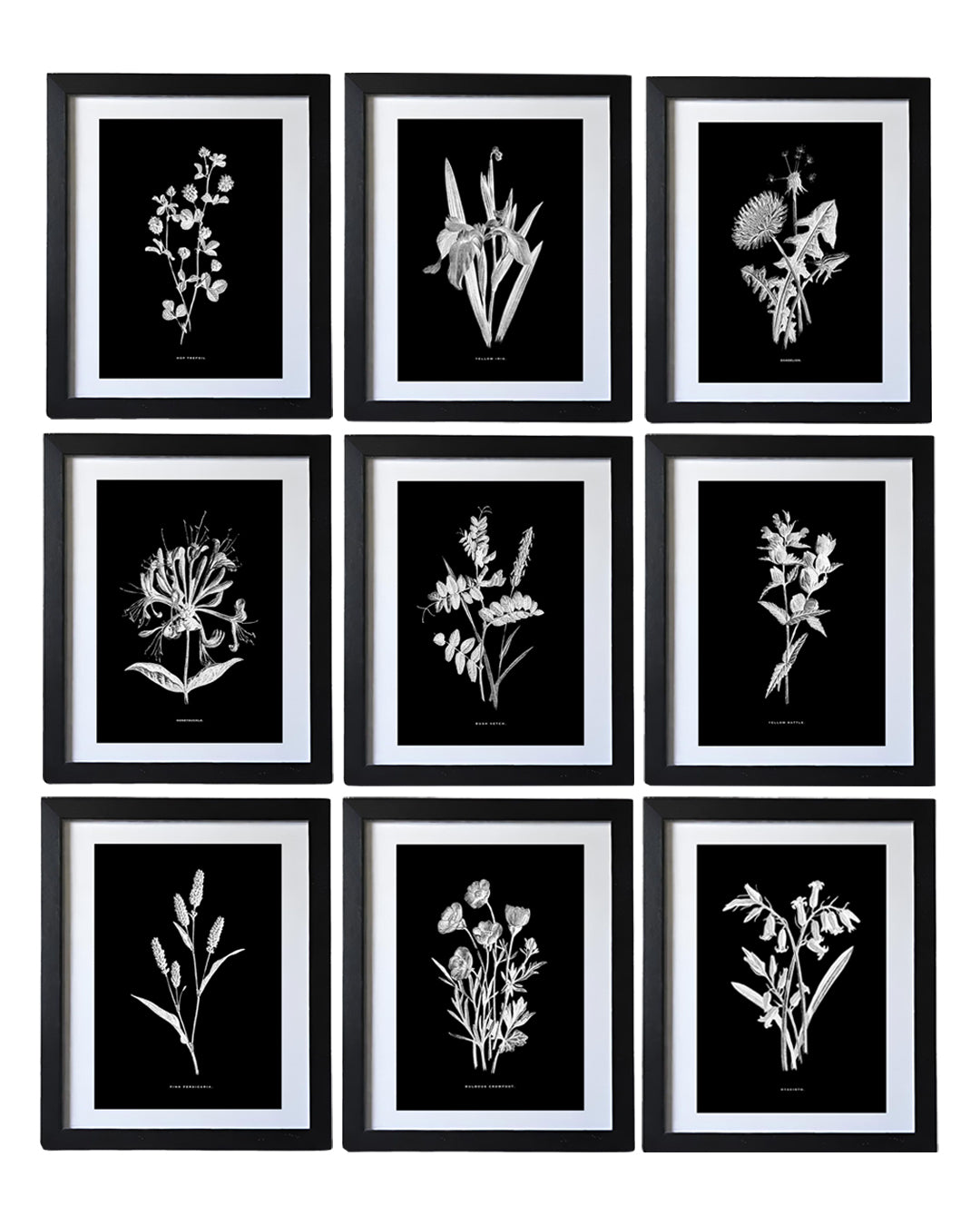 Black & White Framed Vintage Botanical Floral Art Prints: Set Of Nine