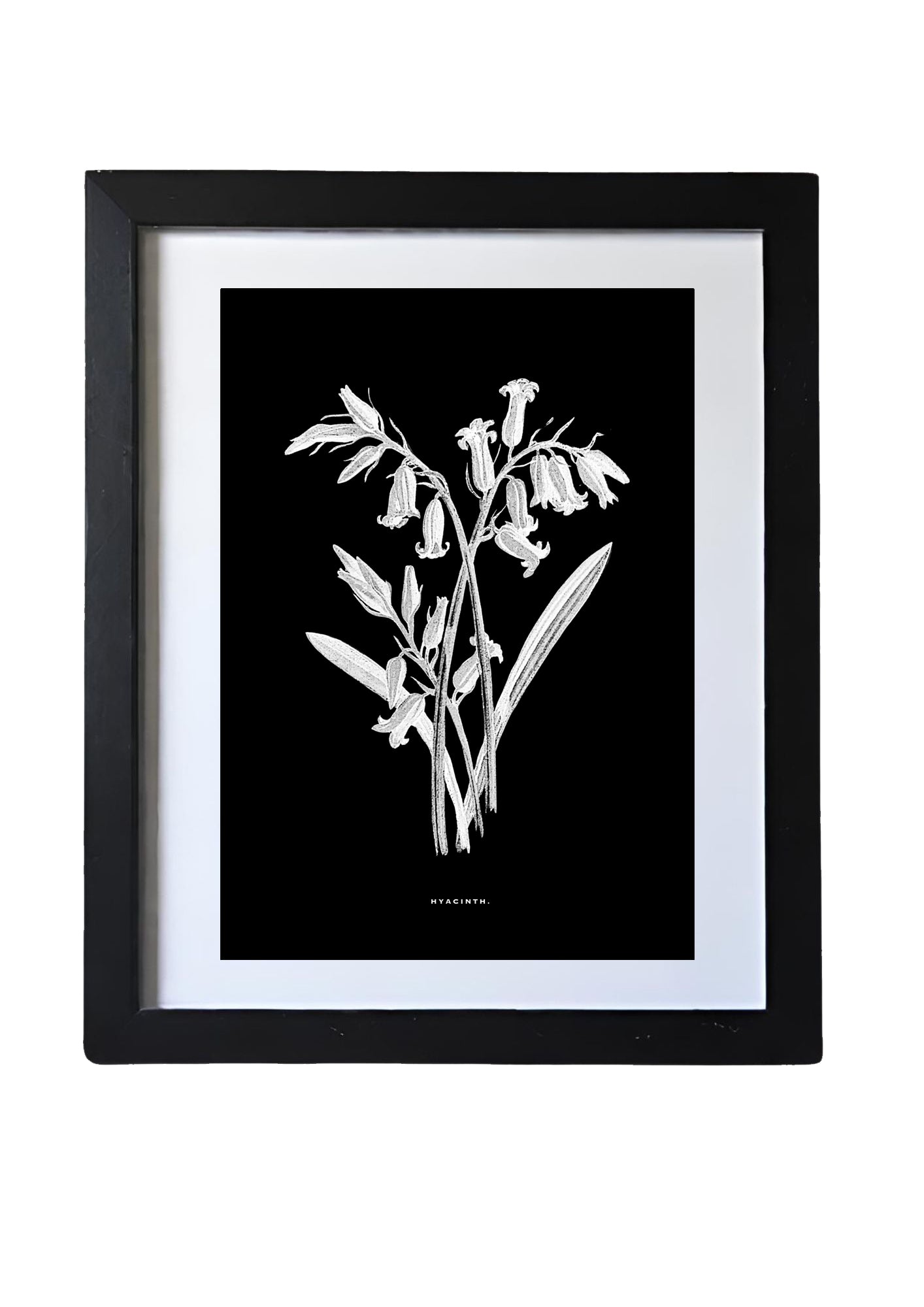 Restored Monochrome Botanical Art Print – 19th Century Floral Illustration (Hyacinth)