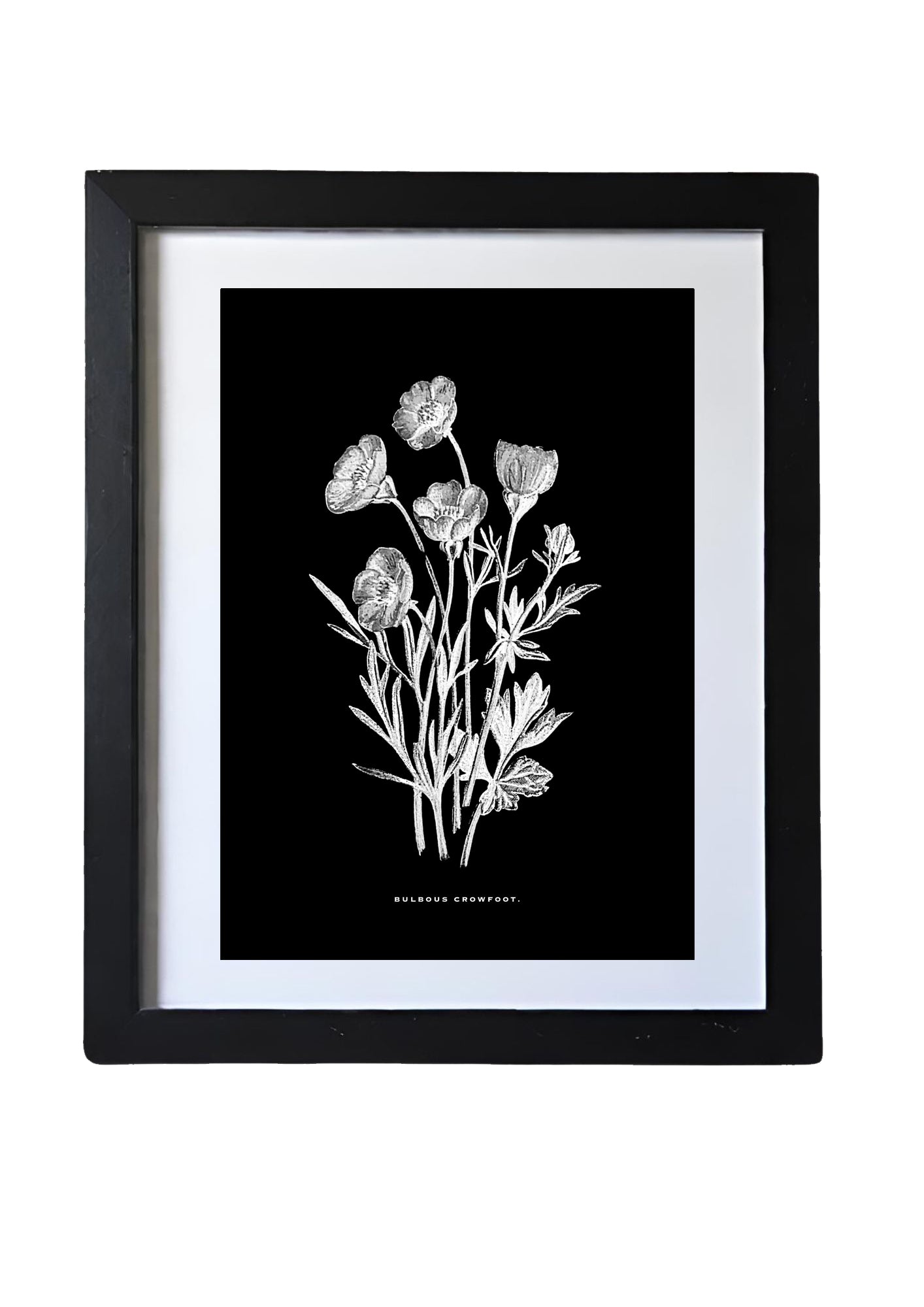 Restored Monochrome Botanical Art Print – 19th Century Floral Illustration (Bulbous Crowfoot)