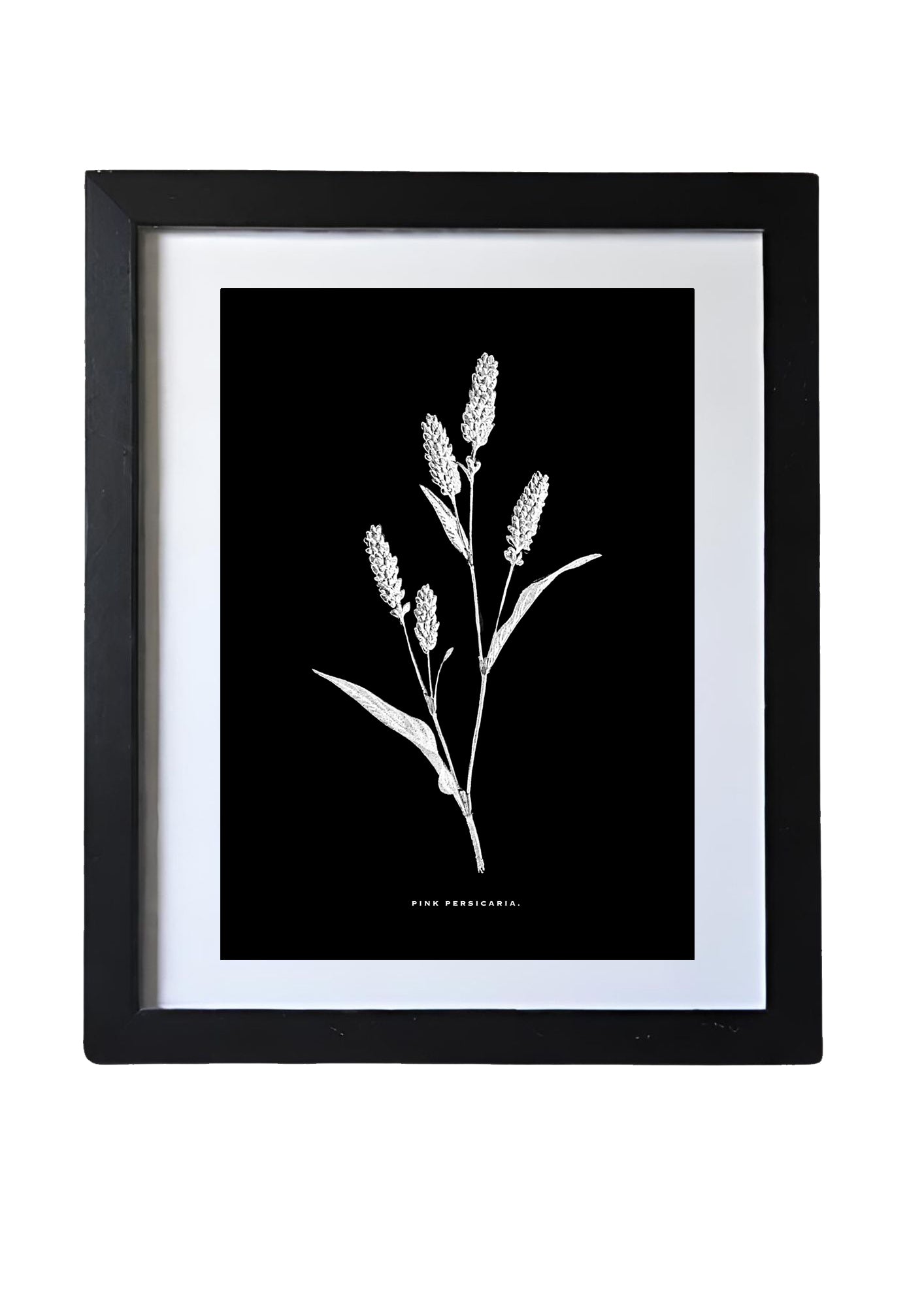 Restored Monochrome Botanical Art Print – 19th Century Floral Illustration (Pink Persicaria)