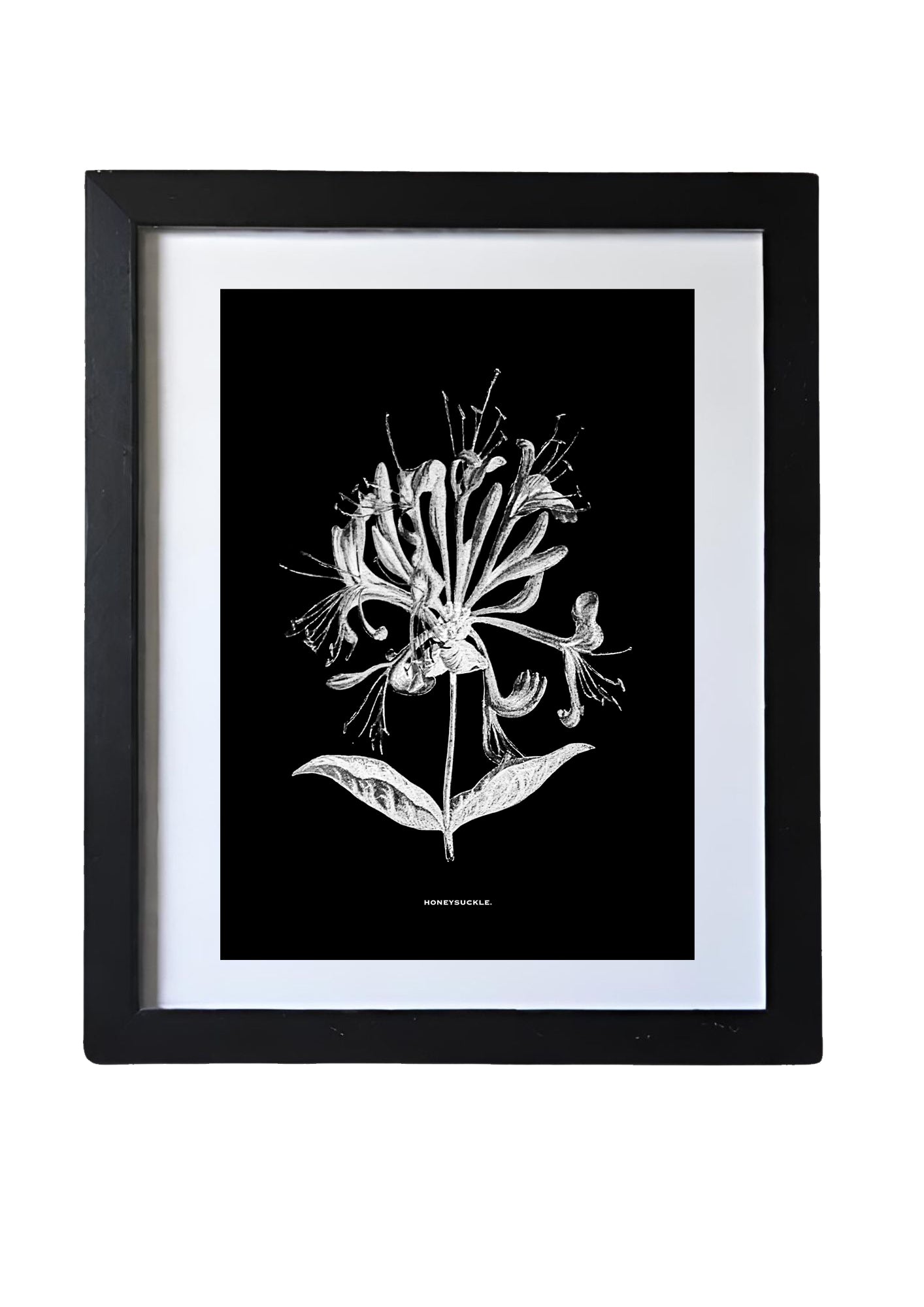 Black & White Framed Vintage Botanical Floral Art Prints: Set Of Four