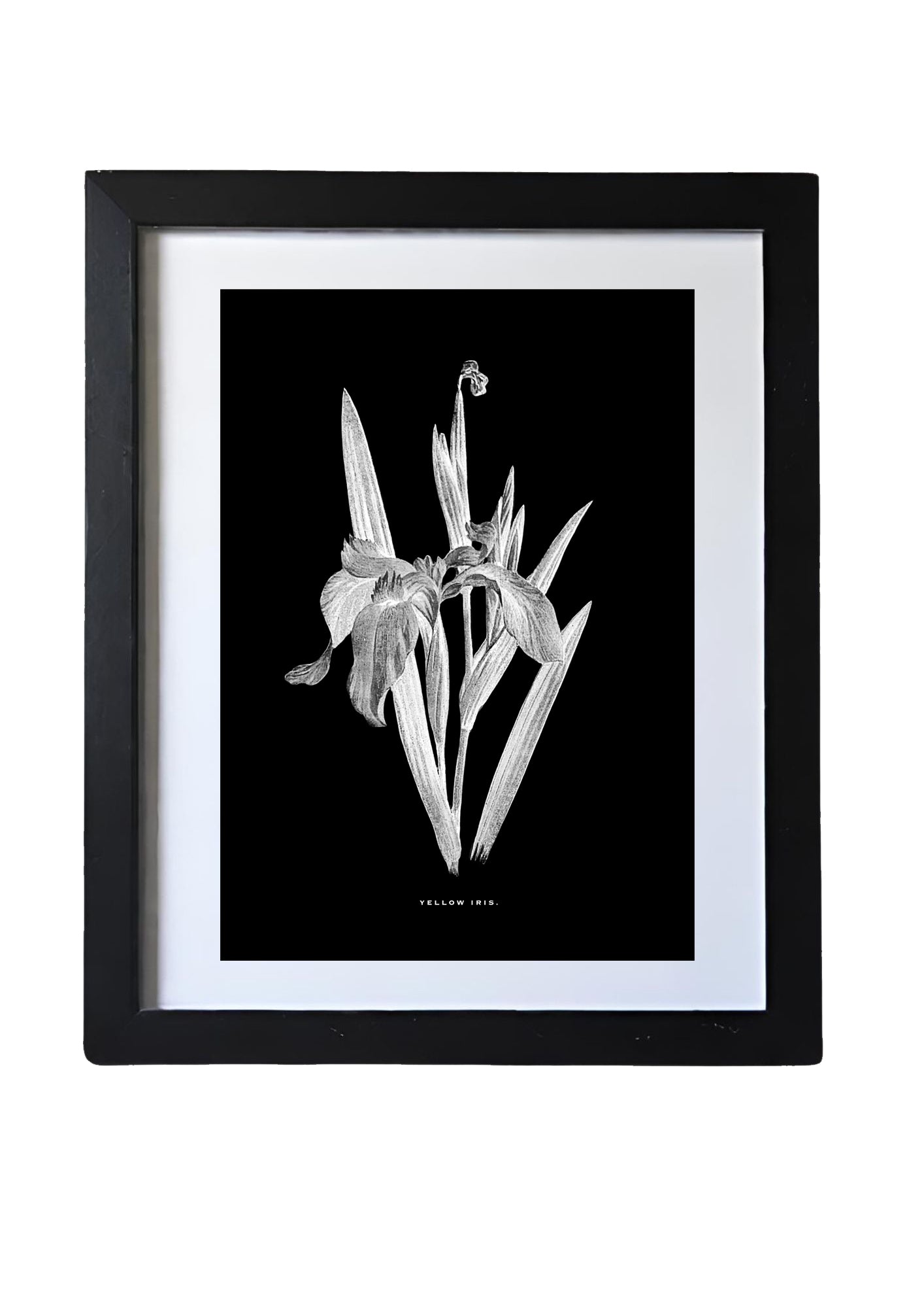 Black & White Framed Vintage Botanical Floral Art Prints: Set Of Four