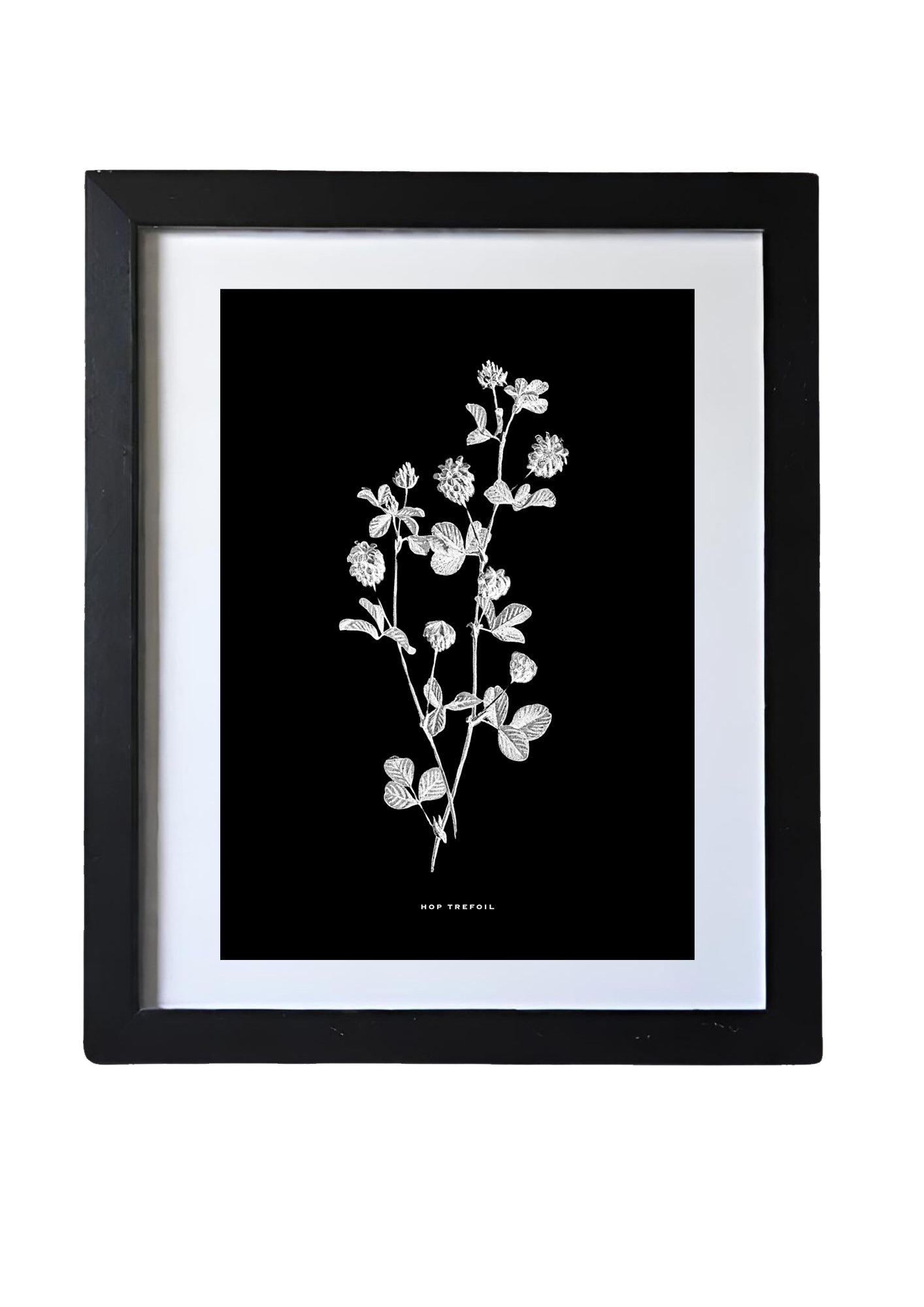 Restored Monochrome Botanical Art Print – 19th Century Floral Illustration (Hop Trefoil)