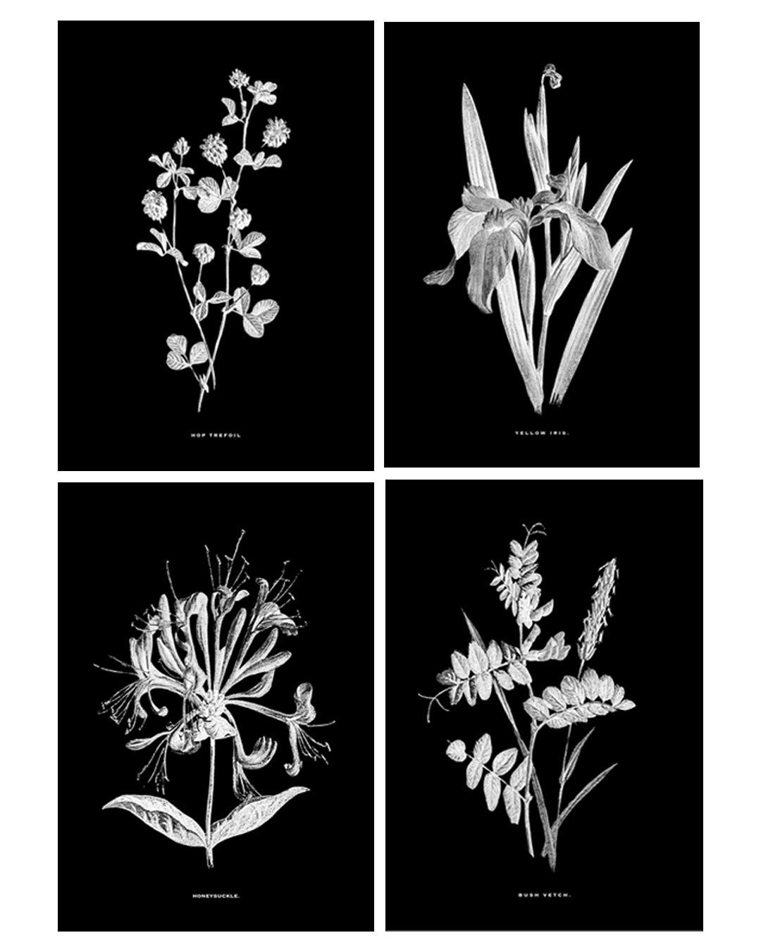 Black & White Framed Vintage Botanical Floral Art Prints: Set Of Four