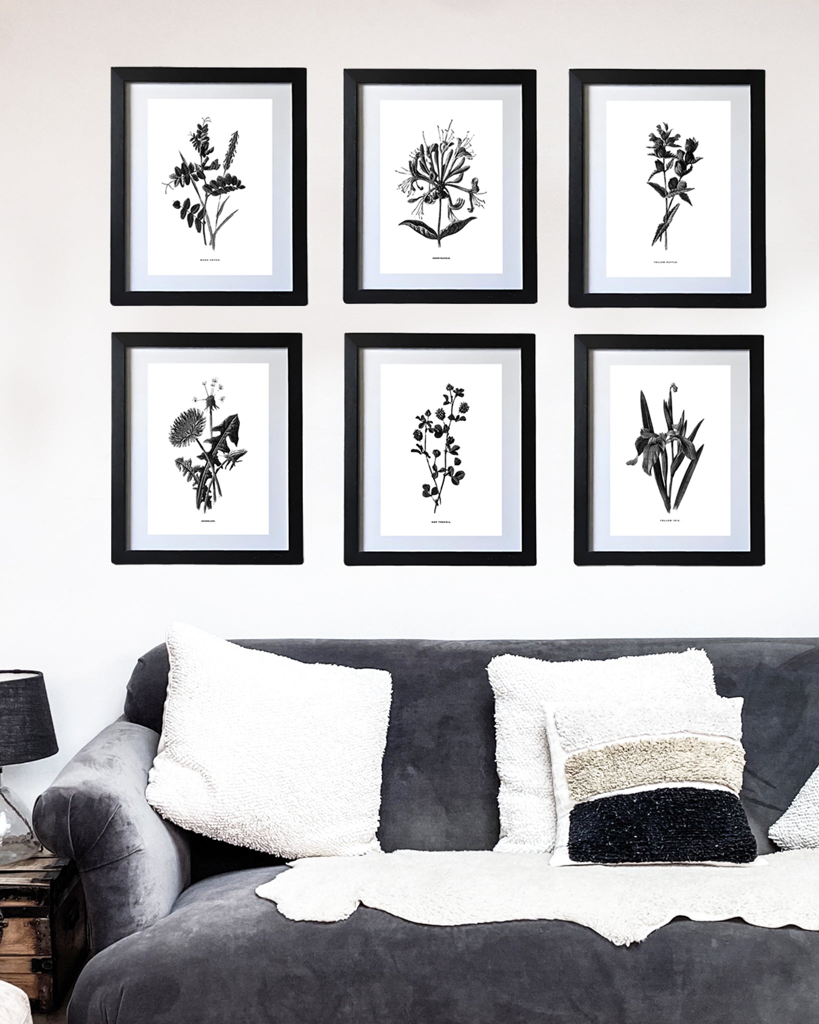 Restored Monochrome Botanical Art Print – 19th Century Floral Illustration (Hop Trefoil 01)