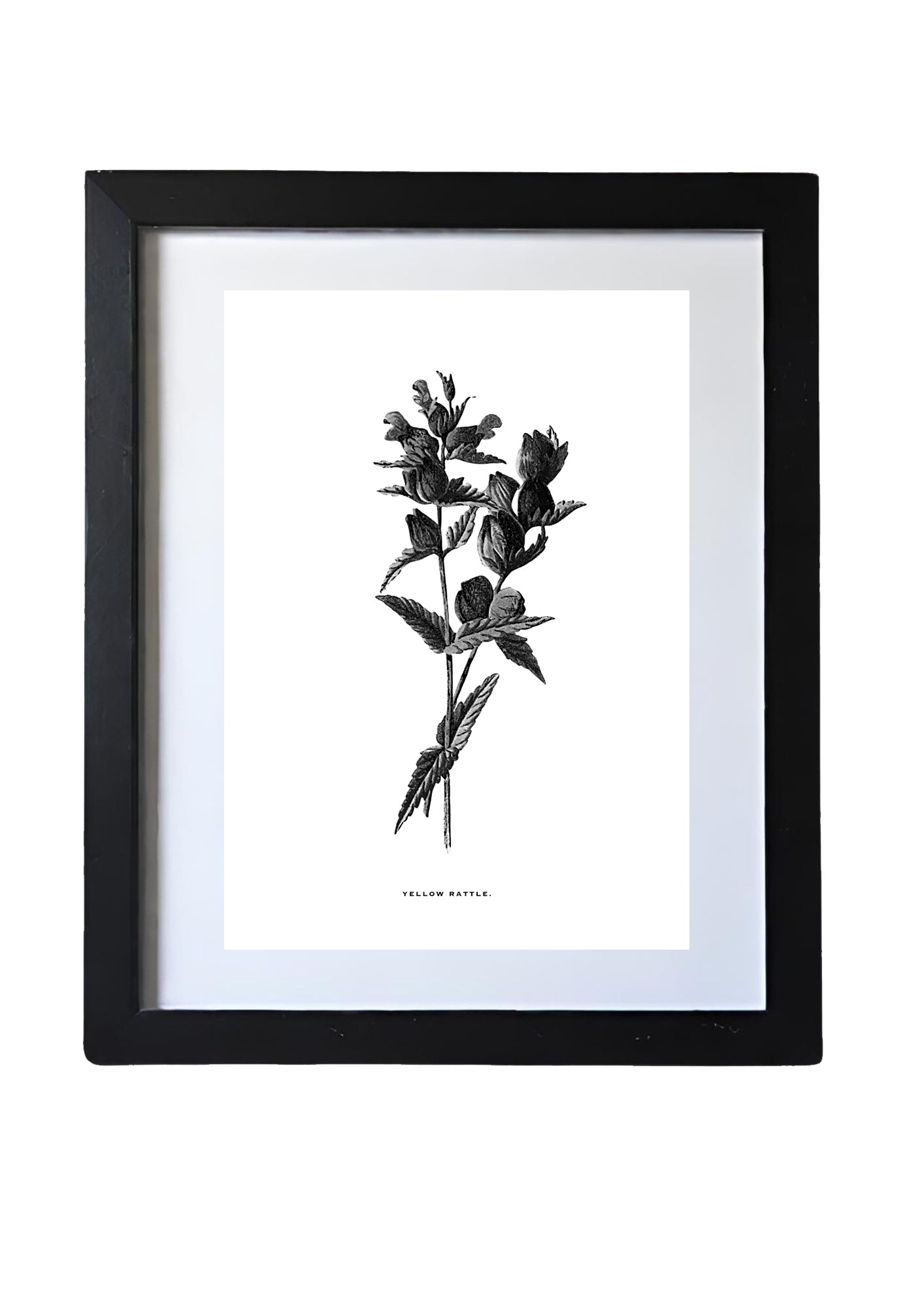 Restored Monochrome Botanical Art Print – 19th Century Floral Illustration (Yellow Rattle 01)