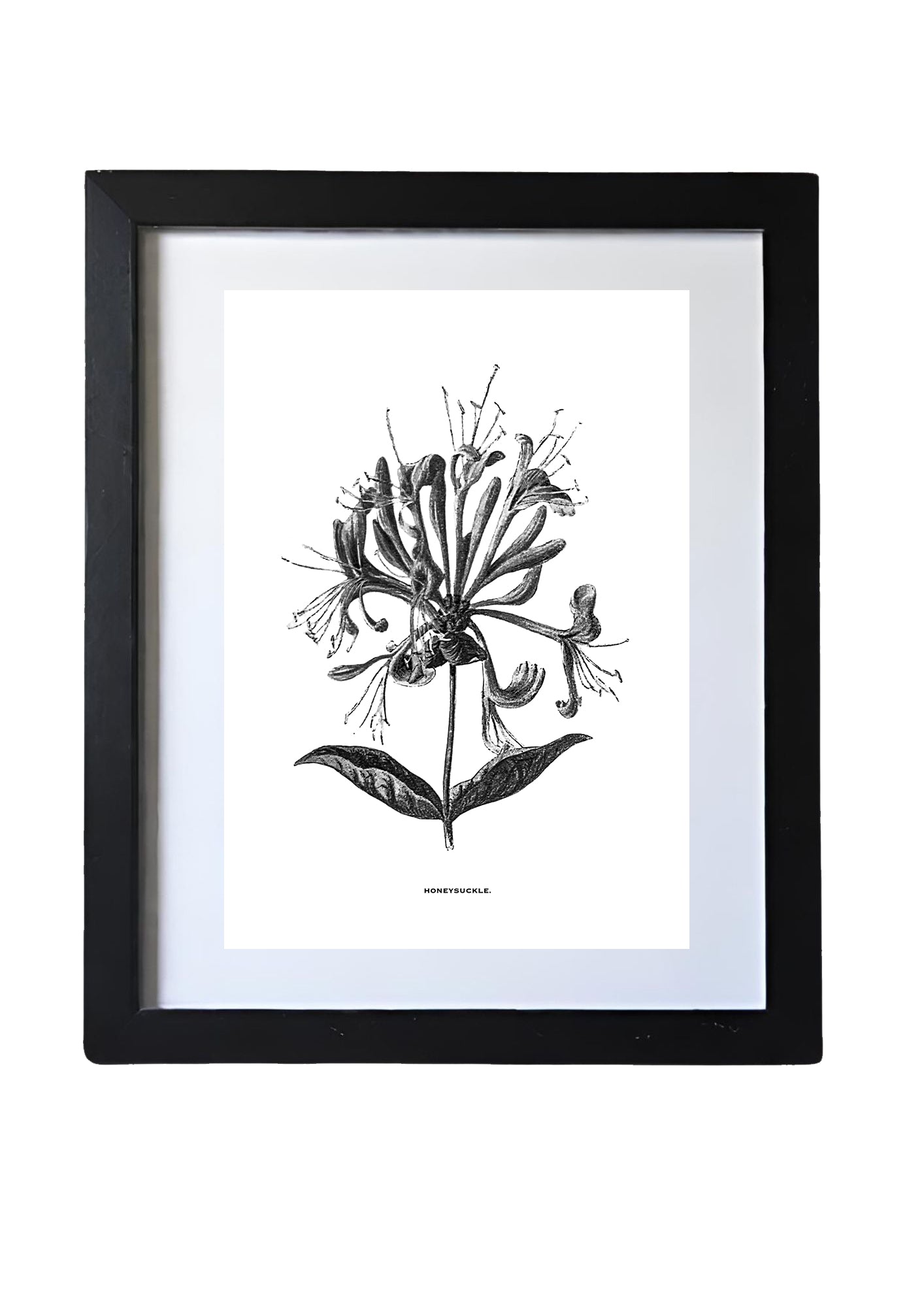 Restored Monochrome Botanical Art Print – 19th Century Floral Illustration (Honeysuckle 01)