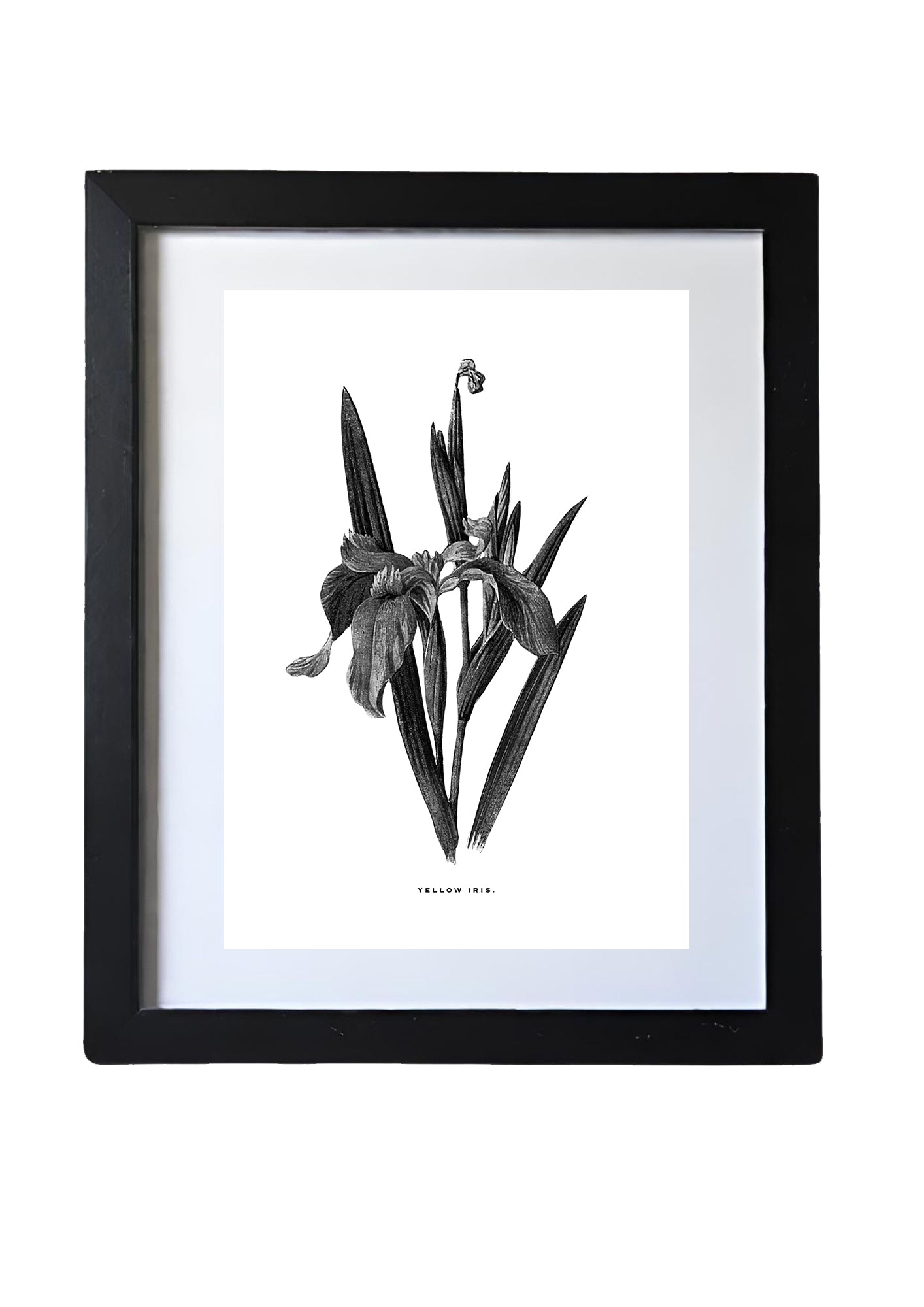 Restored Monochrome Botanical Art Print – 19th Century Floral Illustration  (Iris 01)