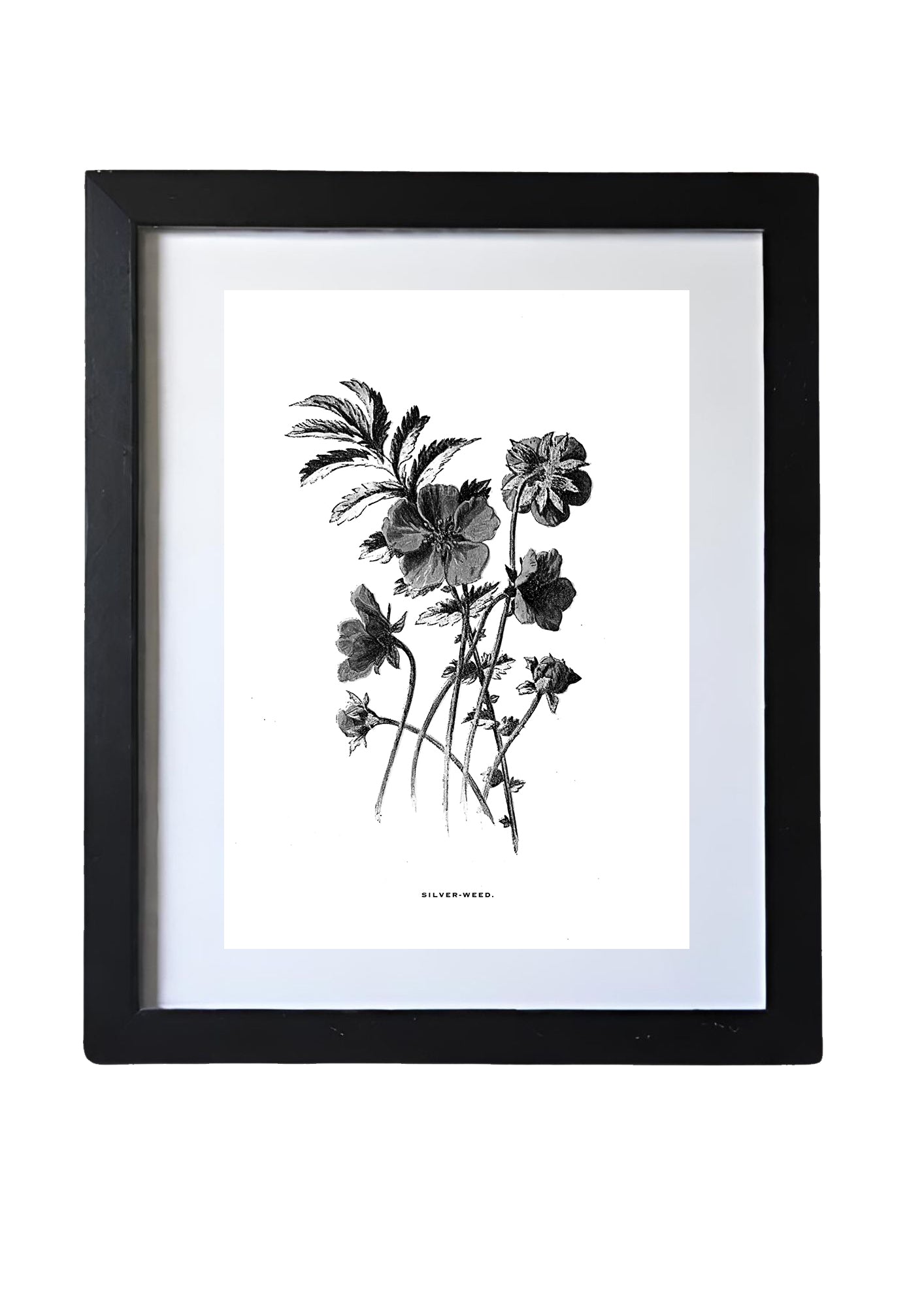 Restored Monochrome Botanical Art Print – 19th Century Floral Illustration (Silver-Weed)