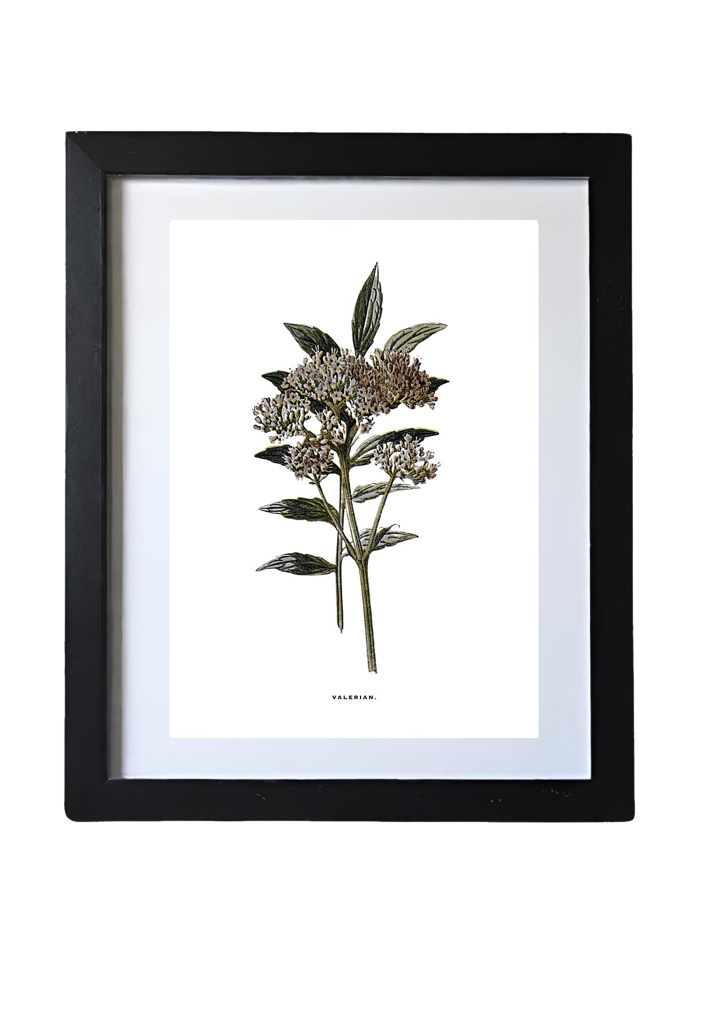 Framed Vintage Botanical Floral Wall Art Prints: Set Of Three