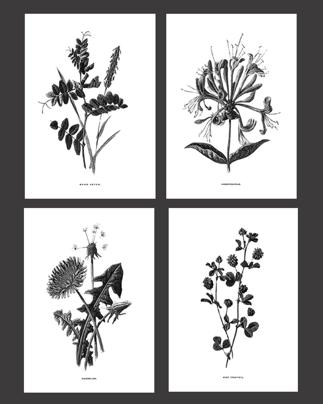 Framed Vintage Botanical Floral Art Prints: Set Of Four
