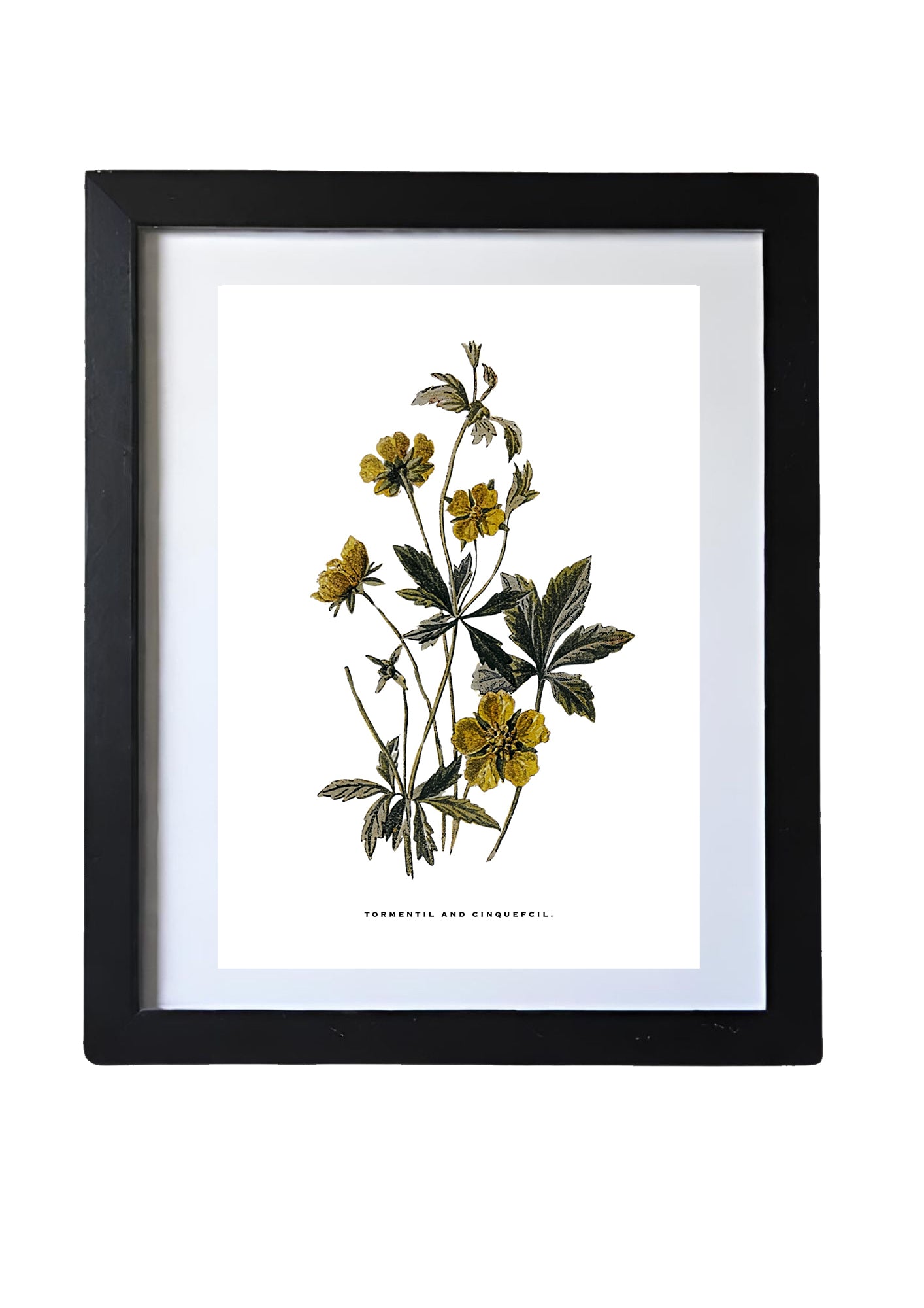 Framed Vintage Botanical Floral Wall Art Prints: Set Of Six