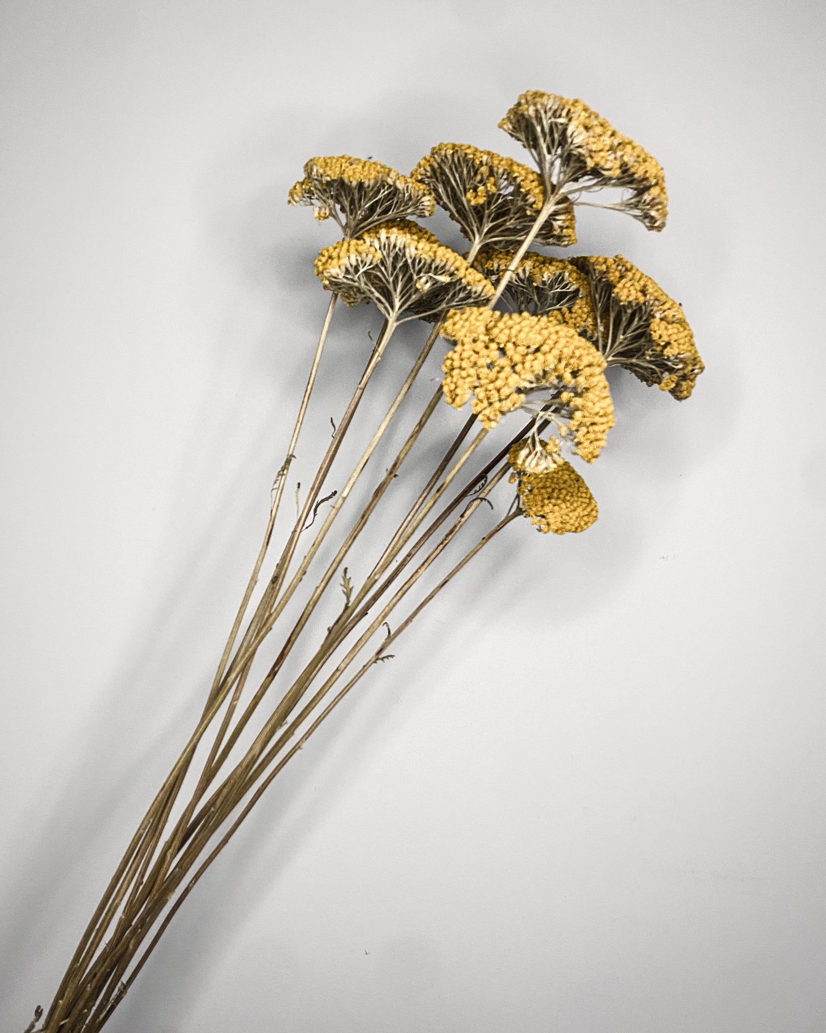 Dried Achillea Stems - Sun Kissed Yellow