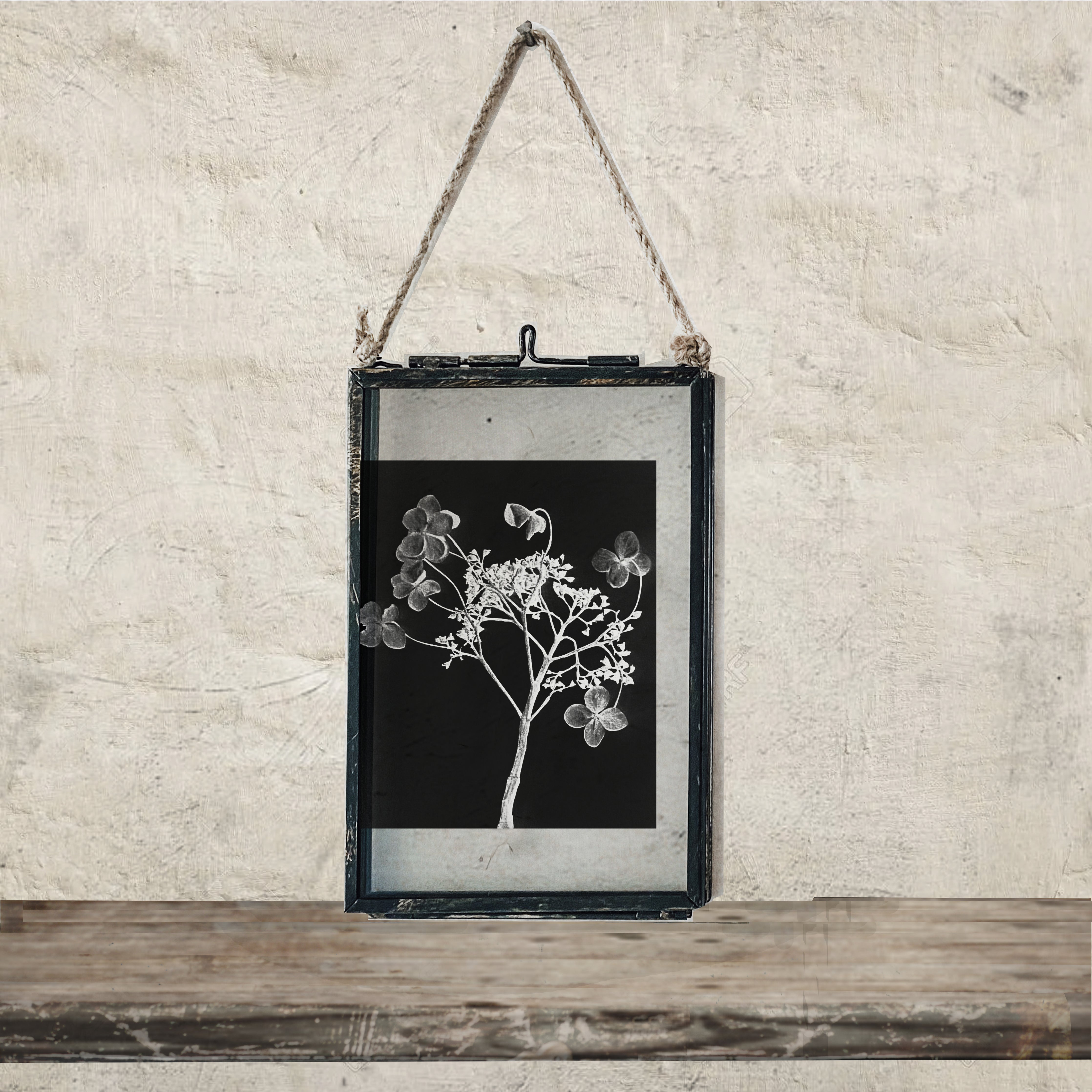 Set Of Four Framed Botanical Prints: Black & White