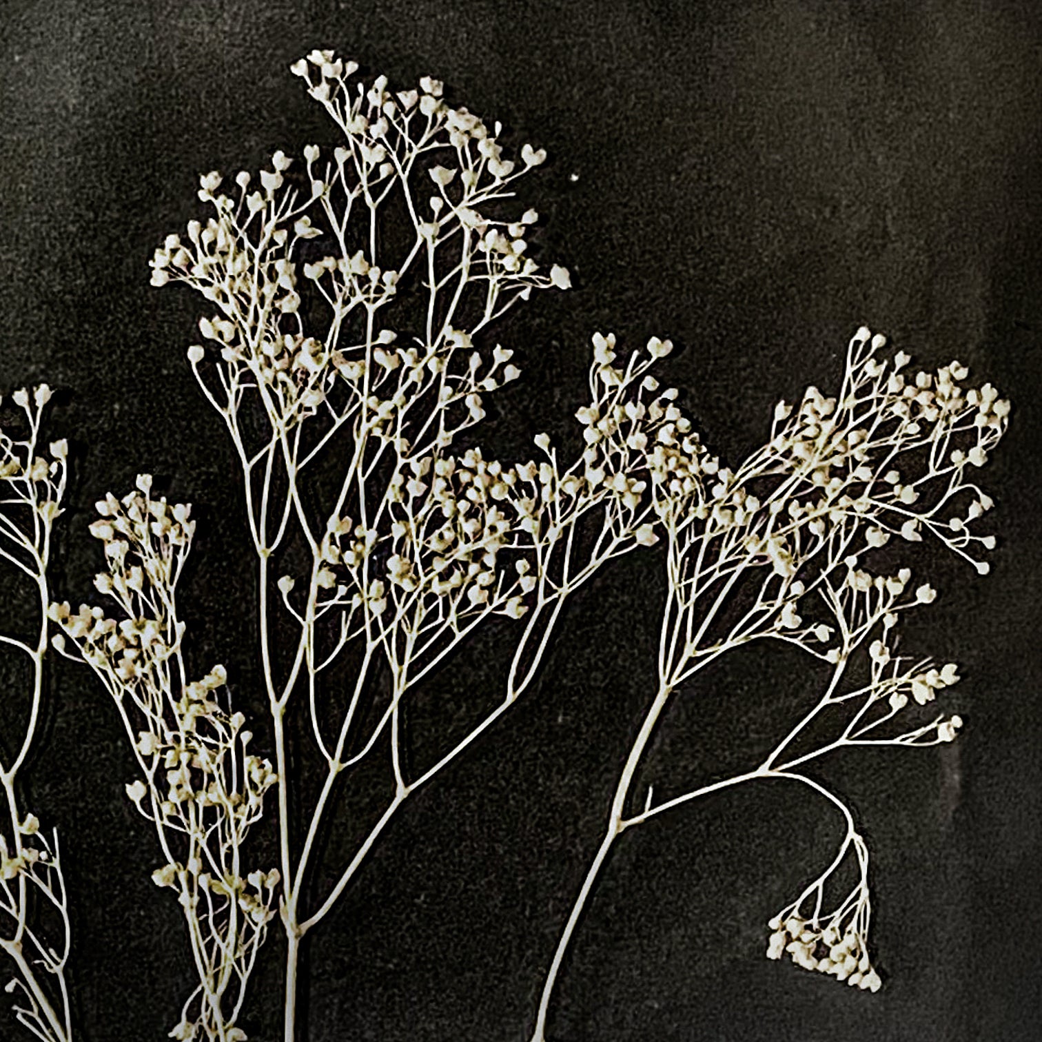 Black Antique Pressed Flower Frame: Dried Gypsophila - Small