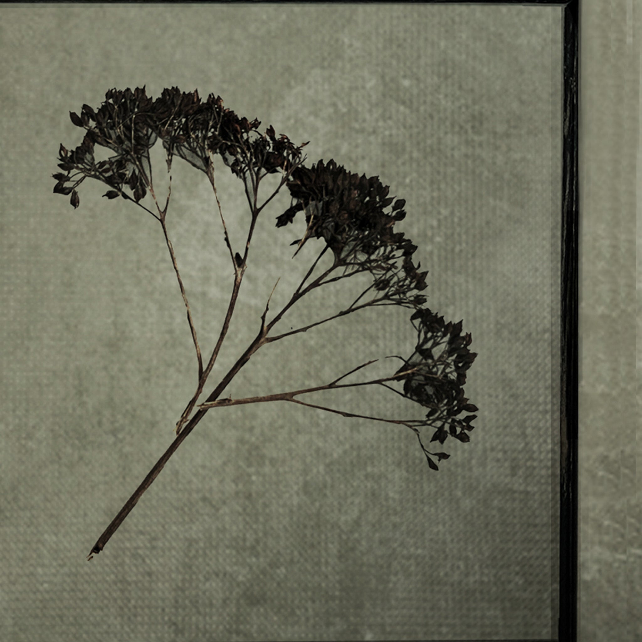 Antique Pressed Flower Frame: Dried Buddleia - Large