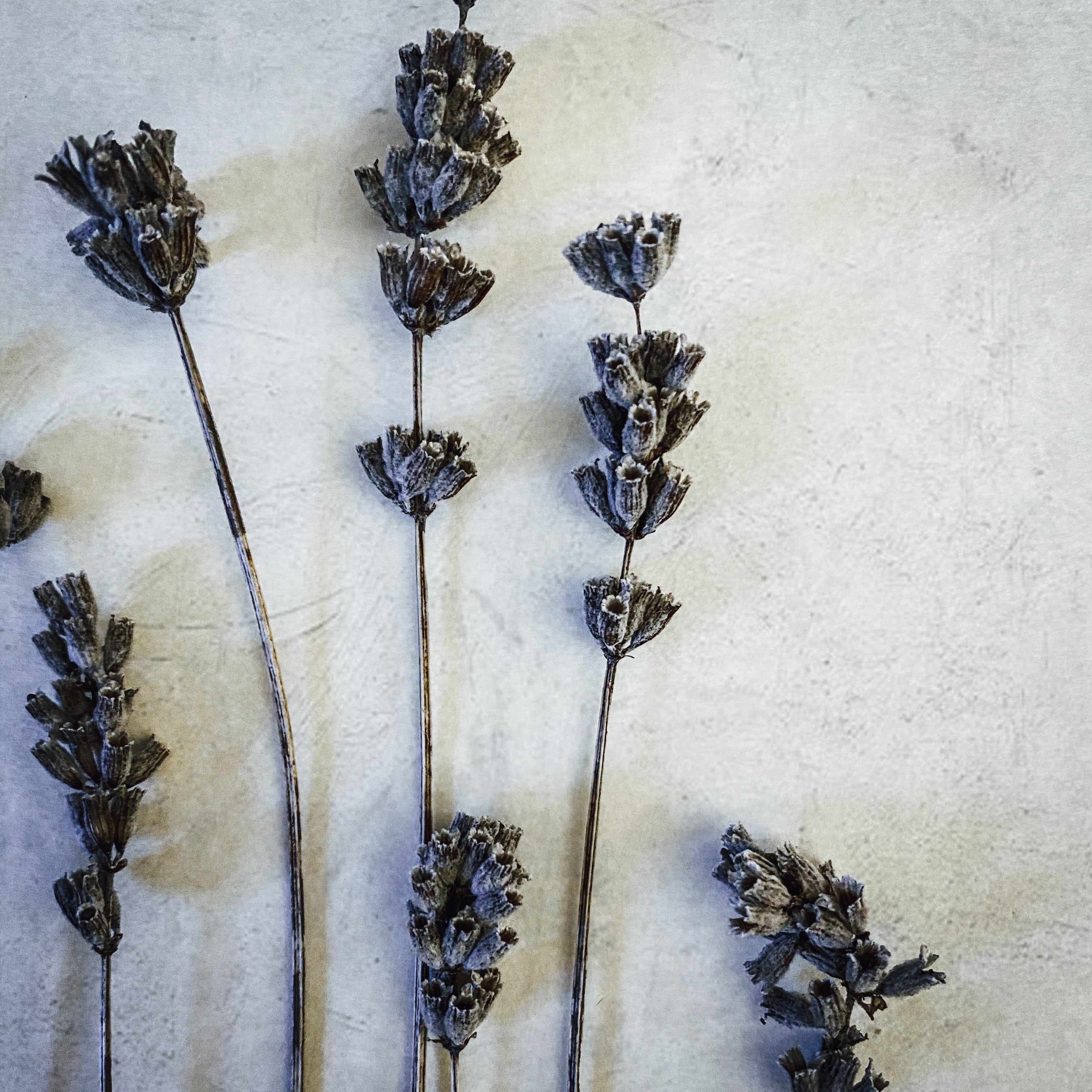 Black Antique Pressed Flower Frame: Dried Lavender - Large