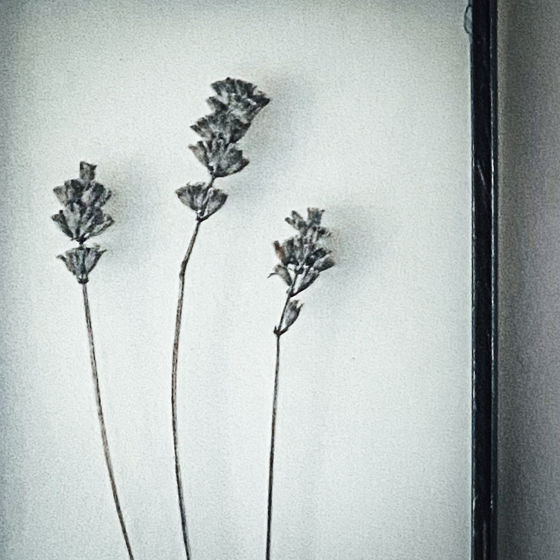 Set Of Three Pressed Flower Frames - Massasa & Lavender