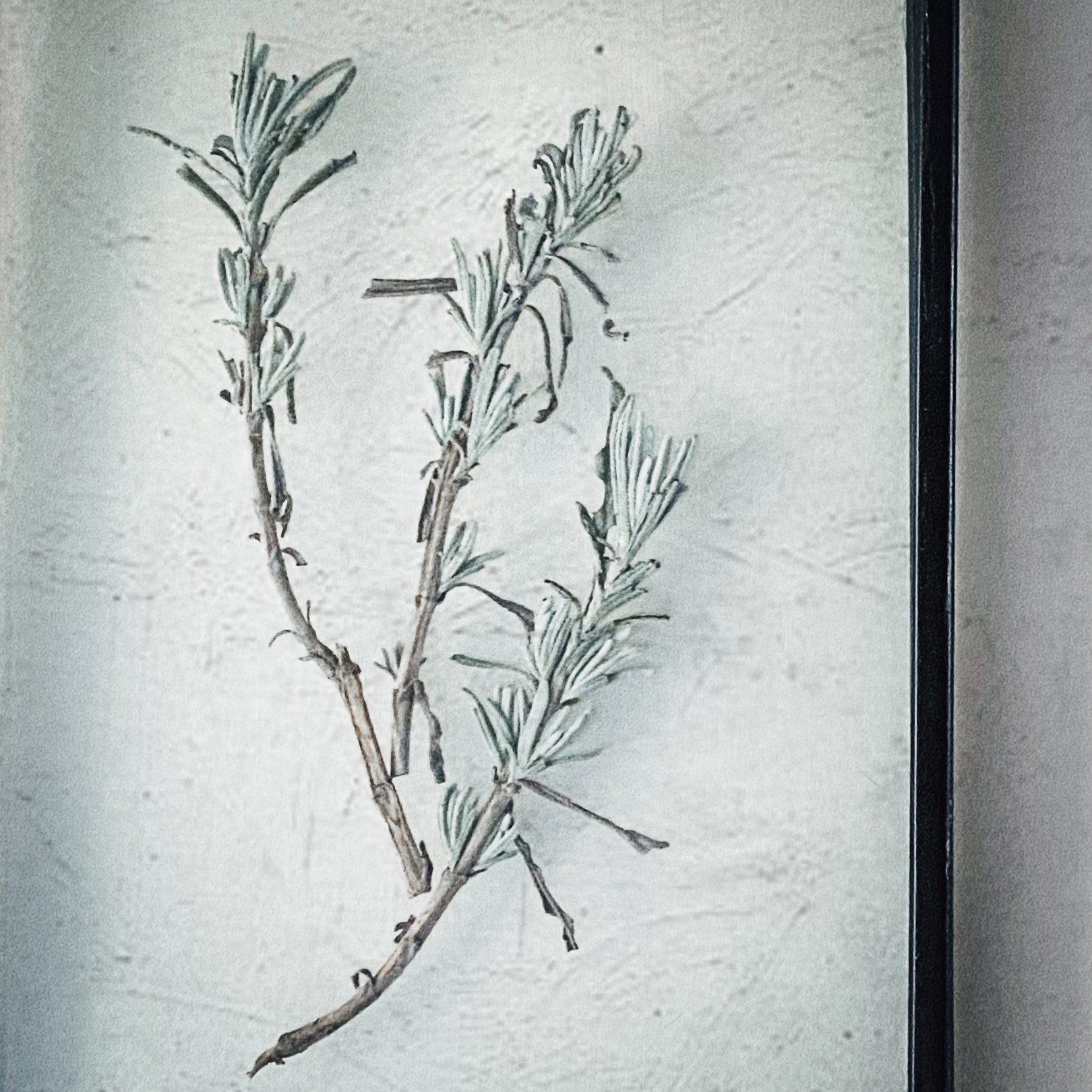 Set Of Three Pressed Flower Frames - Lavender & Allium