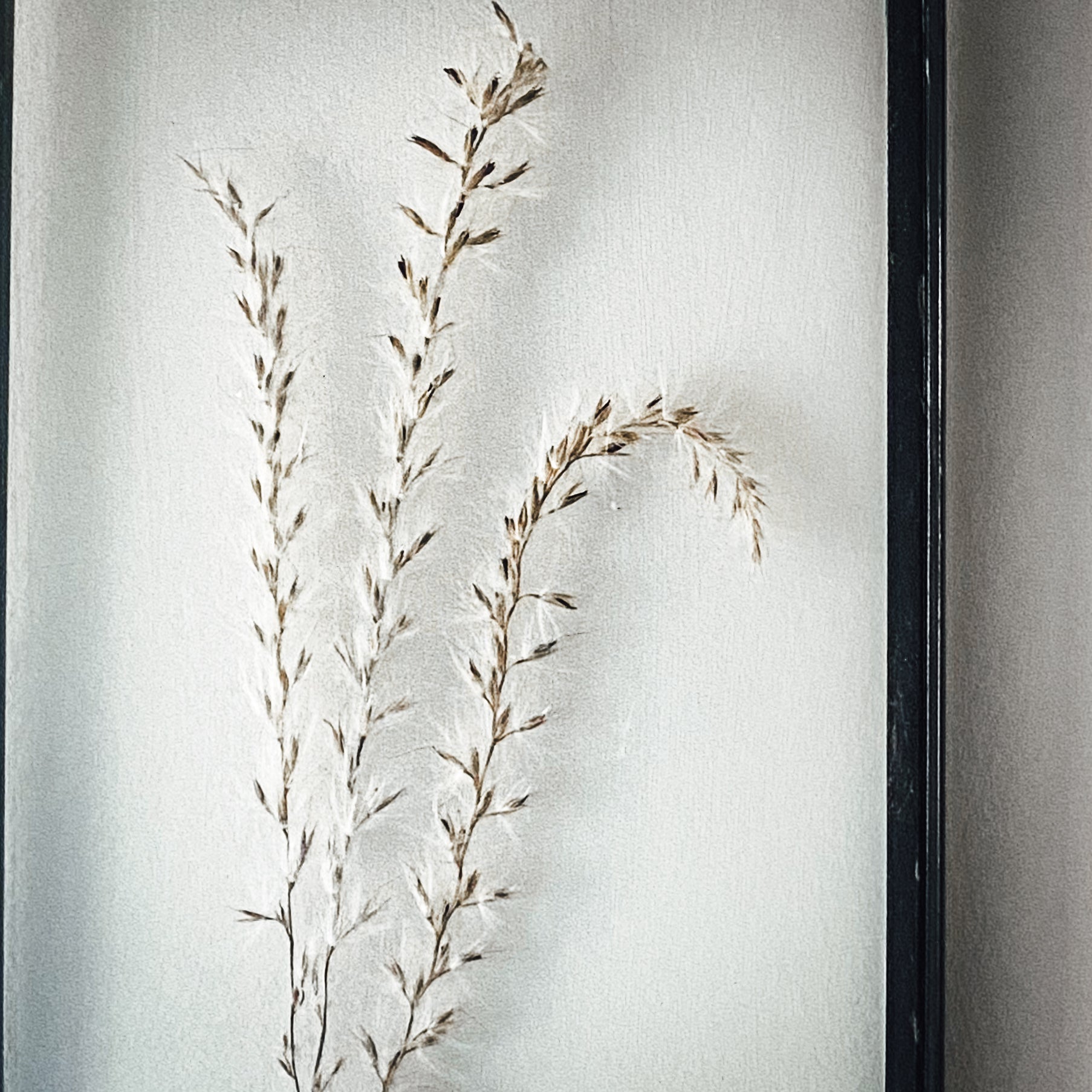 Black Antique Pressed Flower Frame: Dried Pampas Grass - Small