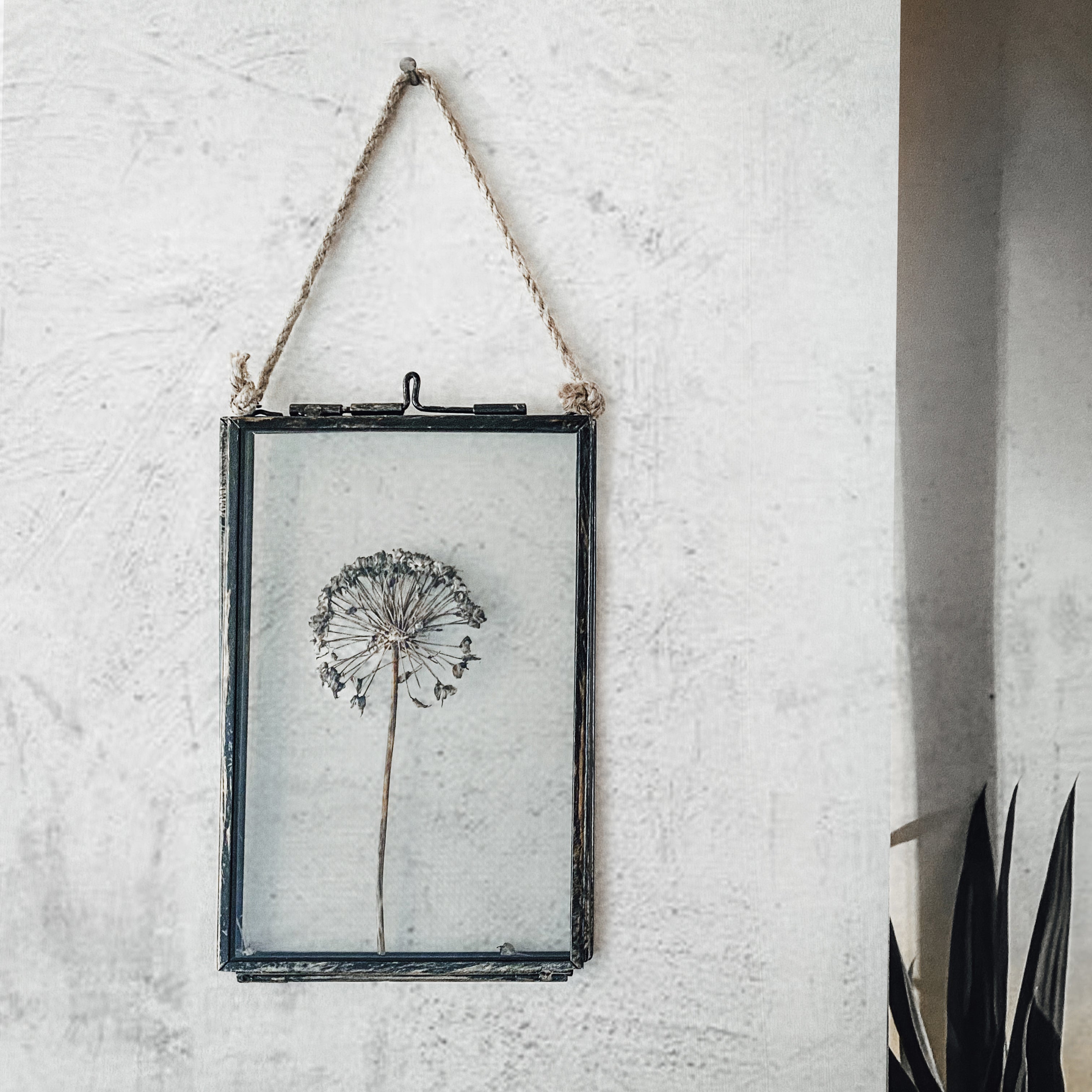 Black Antique Pressed Flower Frame: Dried Allium - Small