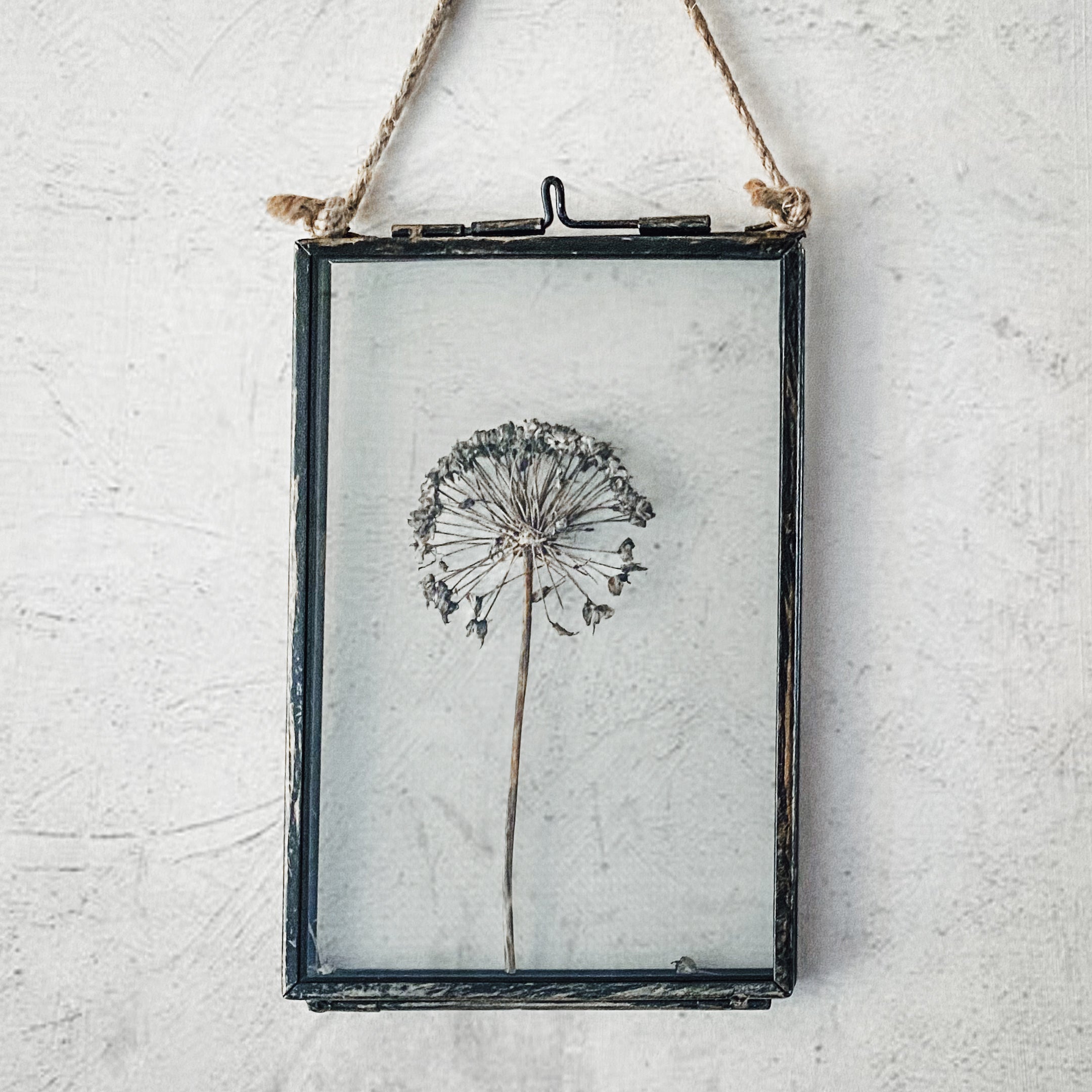 Black Antique Pressed Flower Frame: Dried Allium - Small