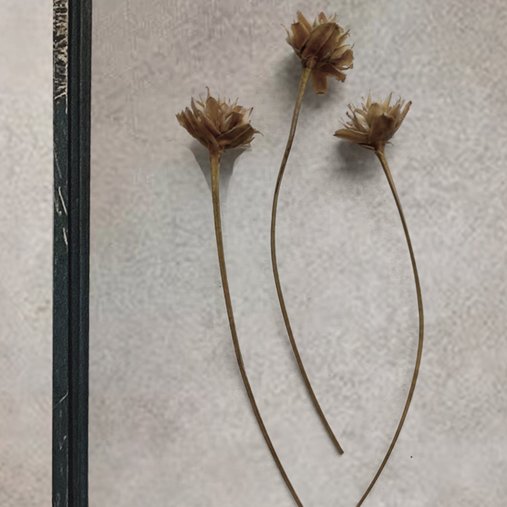 Set Of Three Pressed Flower Frames - Natural Wheat & Hill Flower