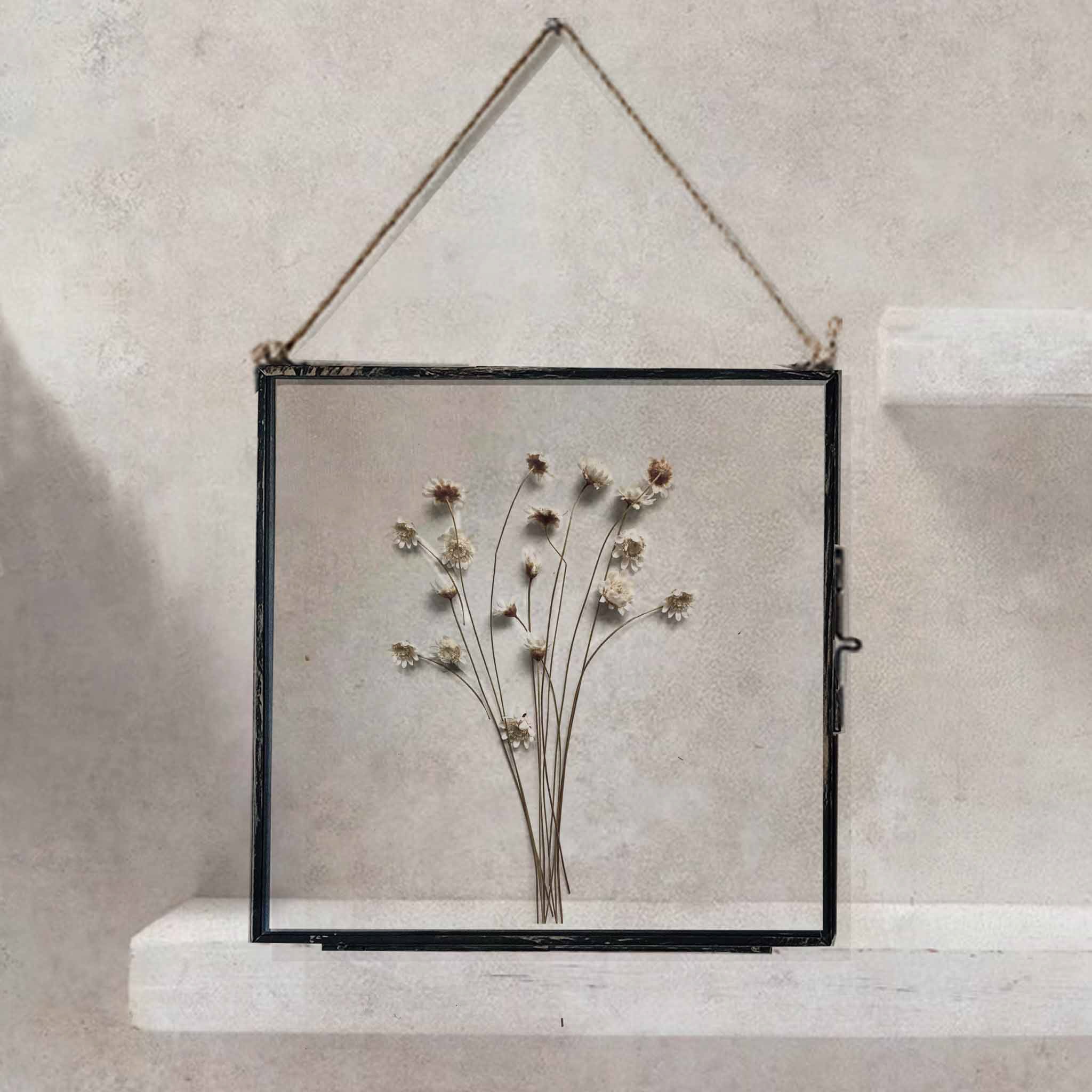 Black Antique Pressed Flower Frame: Natural Star Daisy - Large