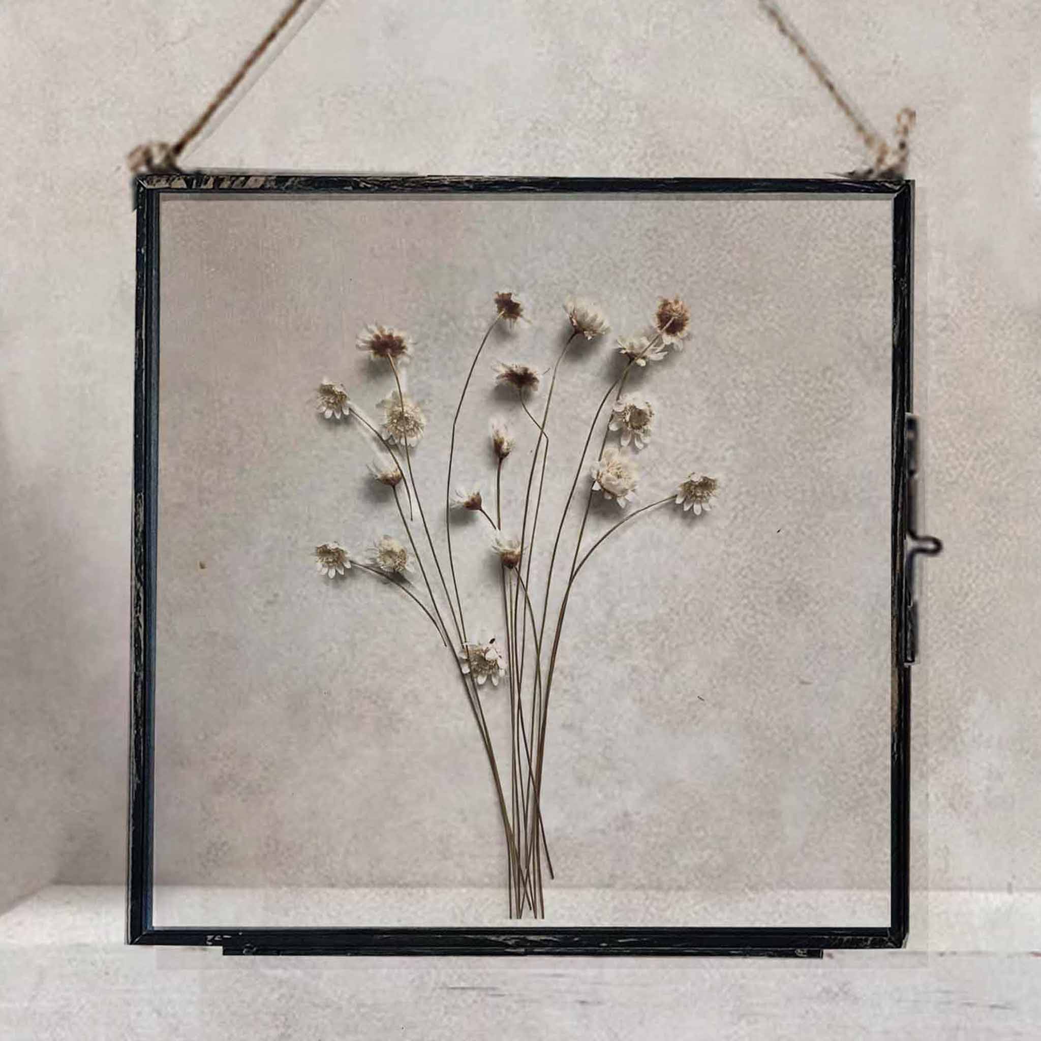 Black Antique Pressed Flower Frame: Natural Star Daisy - Large