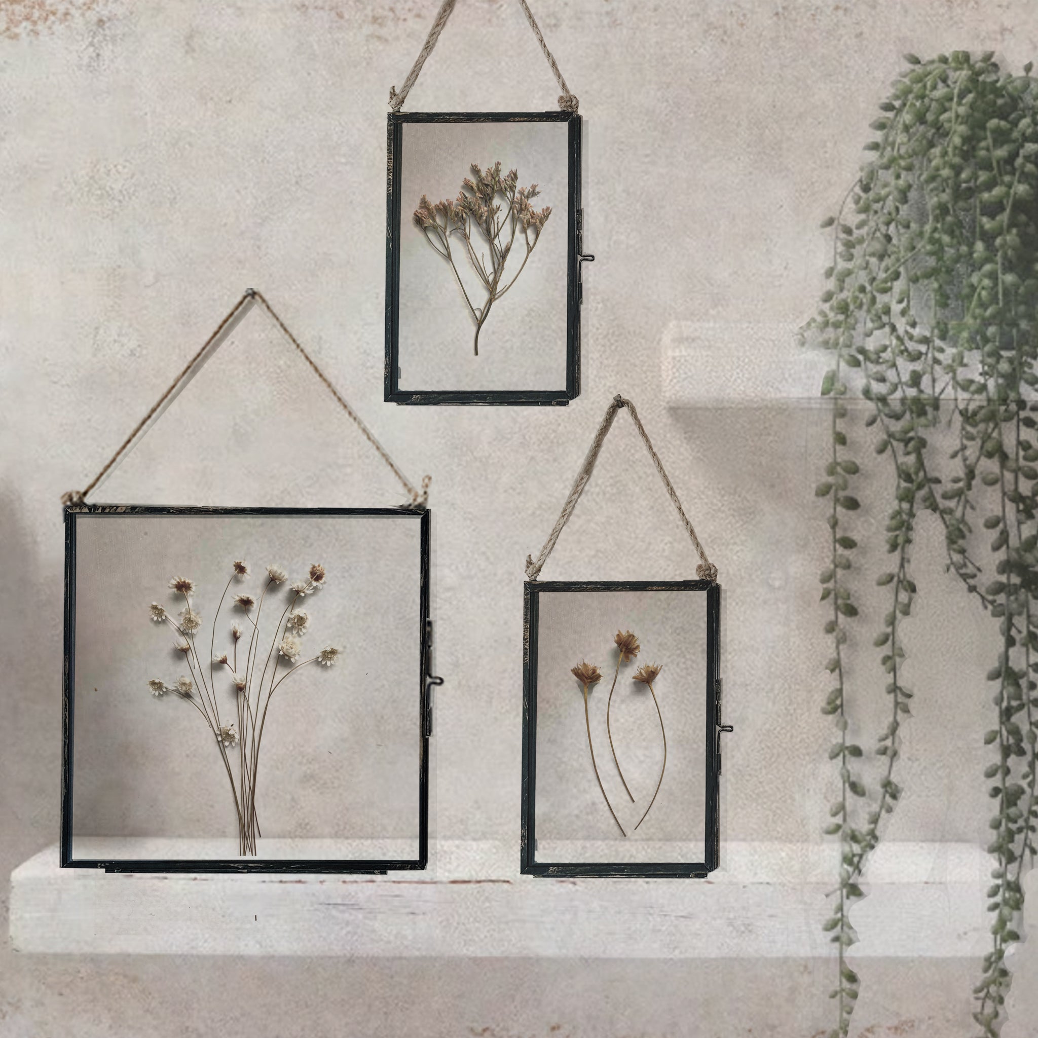 Black Antique Pressed Flower Frame: Natural Star Daisy - Large