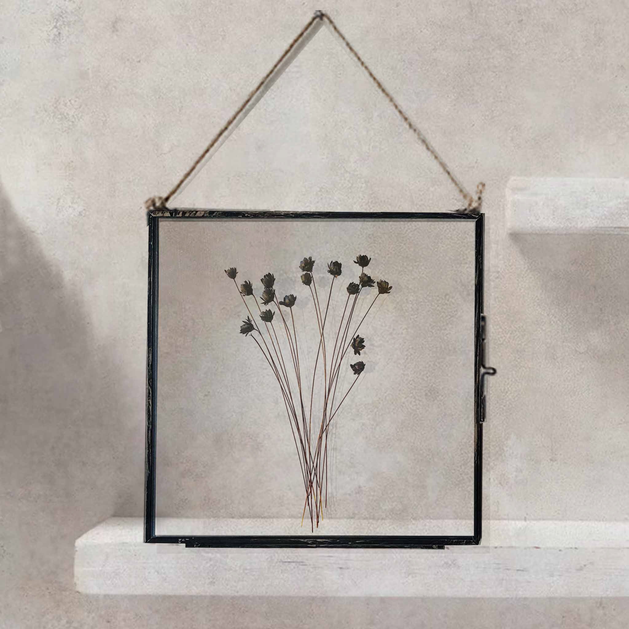 Black Antique Pressed Flower Frame: Dried Black Star Daisy - Large