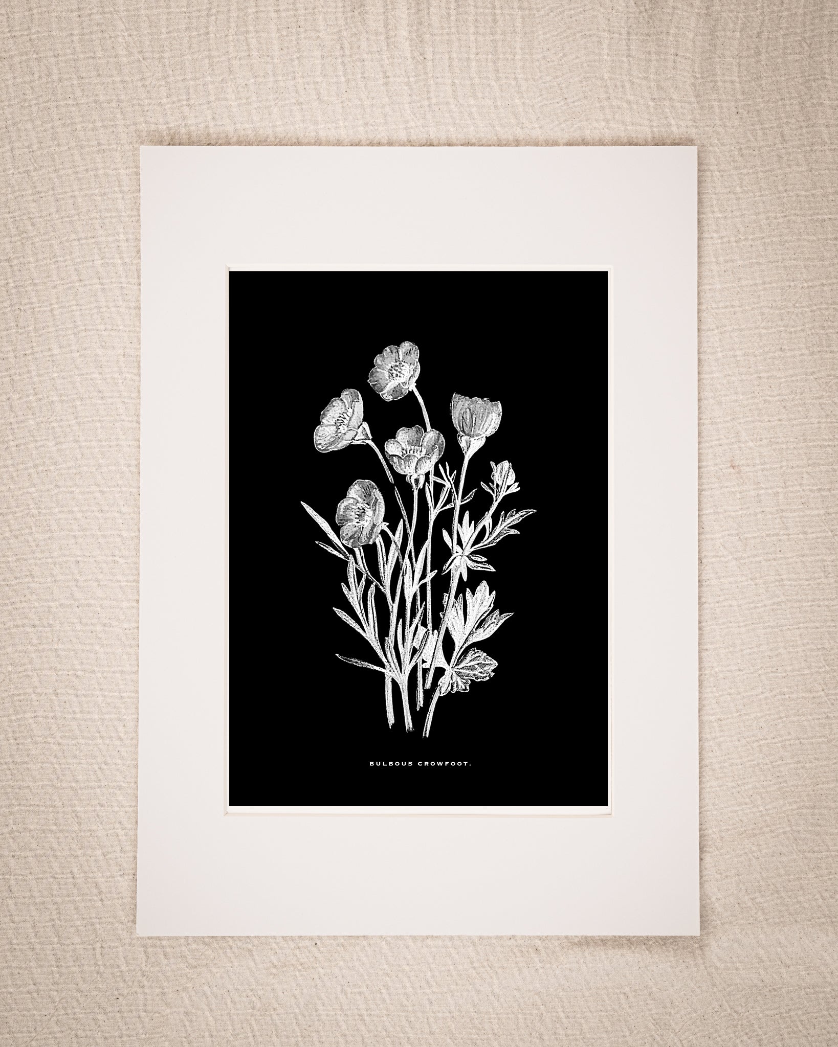 Restored Monochrome Botanical Art Print – 19th Century Floral Illustration (Bulbous Crowfoot)