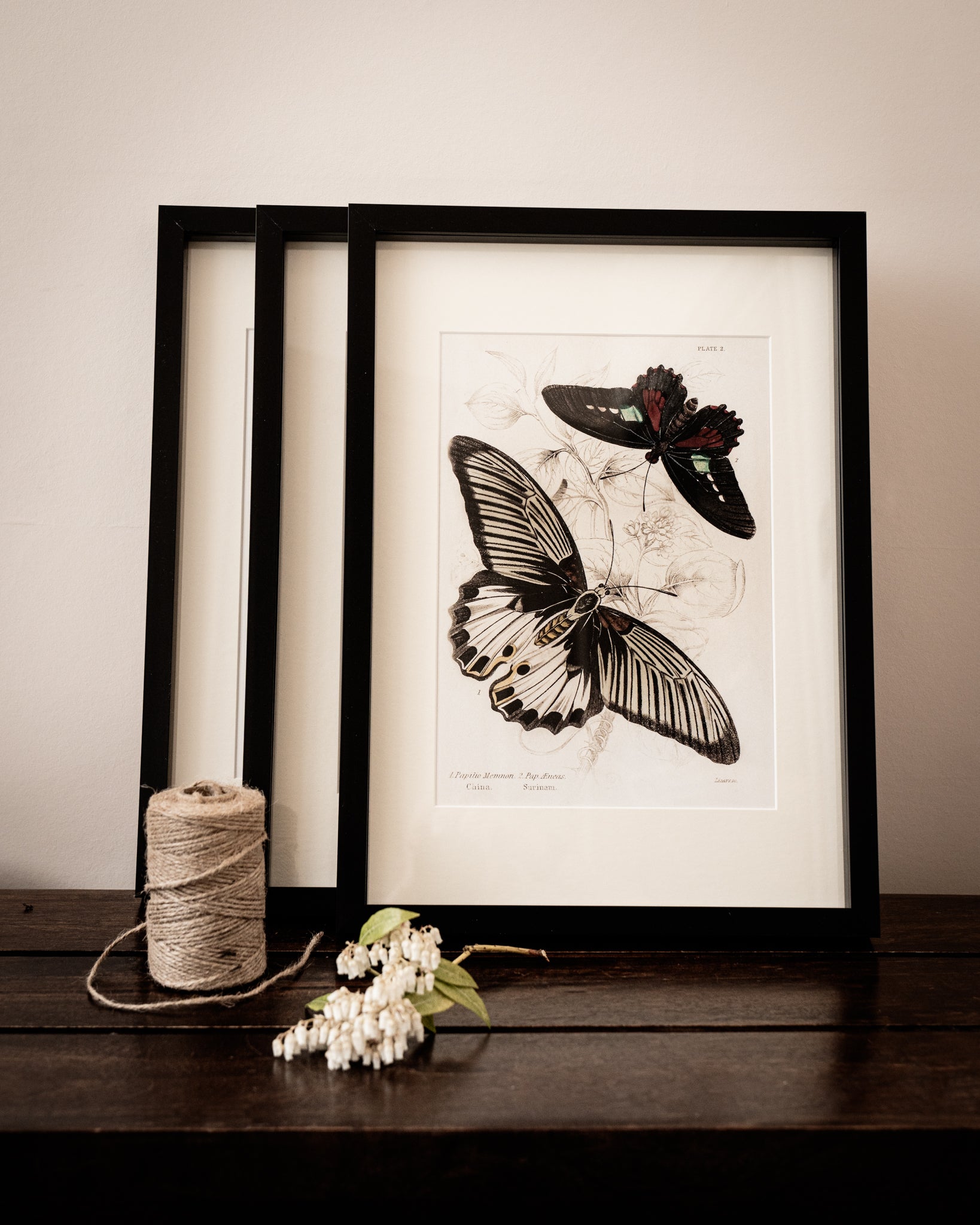 Framed Set of Two Vintage Butterfly Art Prints 01 (Black Noir Frame Collection)