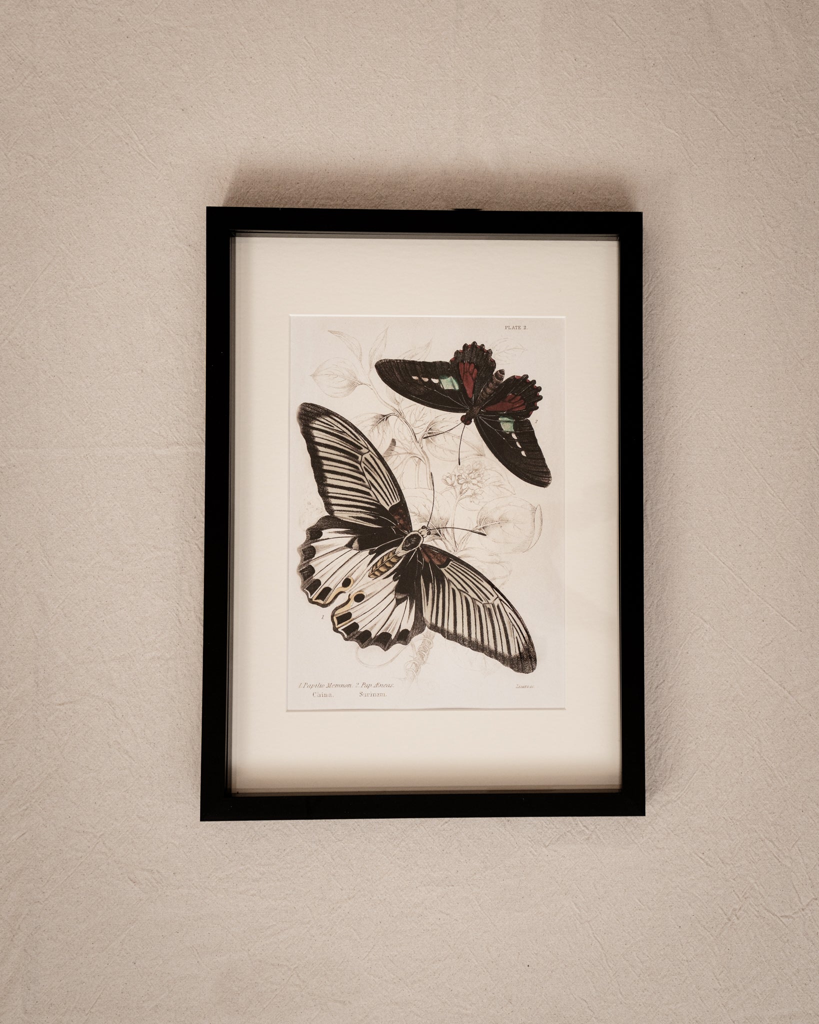 Framed Set of Four Vintage Butterfly Art Prints 02 (Black Noir Frame Collection)